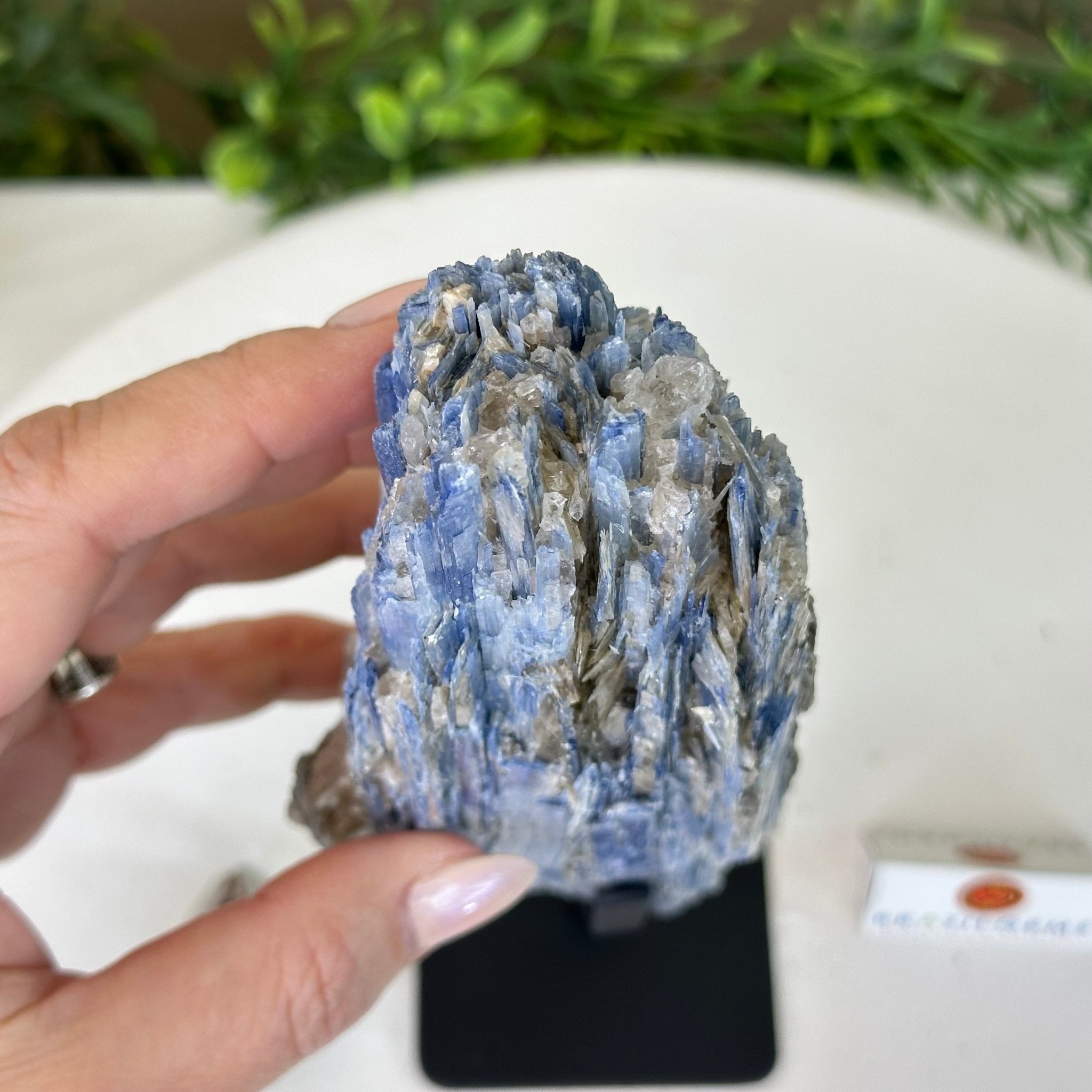 Kyanite Crystal on Metal Stand, 2.5 lbs & 9.4" Tall #6010 - 0015 - Brazil GemsBrazil GemsKyanite Crystal on Metal Stand, 2.5 lbs & 9.4" Tall #6010 - 0015Clusters on Fixed Bases6010 - 0015