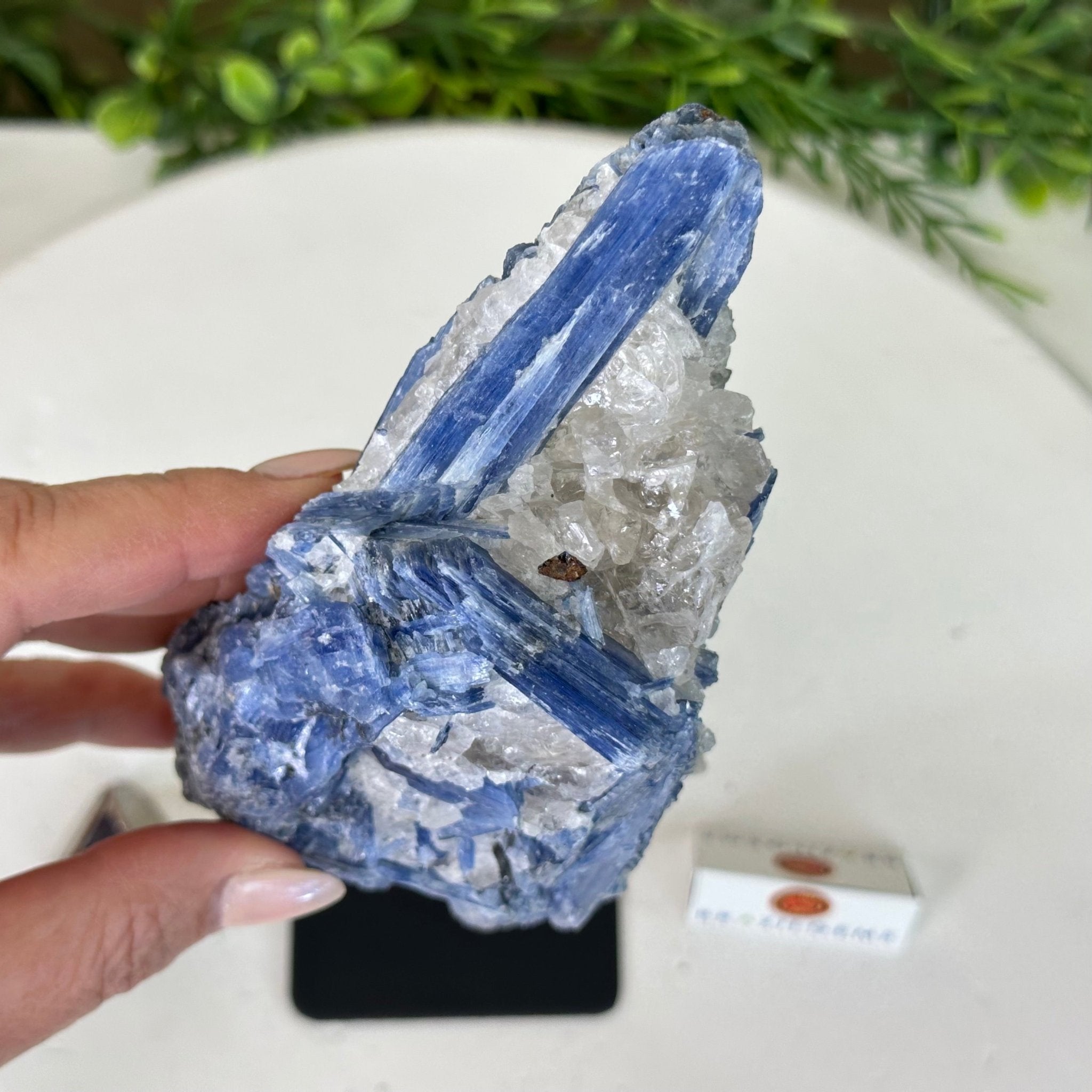 Kyanite Crystal on Metal Stand, 2.7 lbs & 10.2" Tall #6010 - 0019 - Brazil GemsBrazil GemsKyanite Crystal on Metal Stand, 2.7 lbs & 10.2" Tall #6010 - 0019Clusters on Fixed Bases6010 - 0019