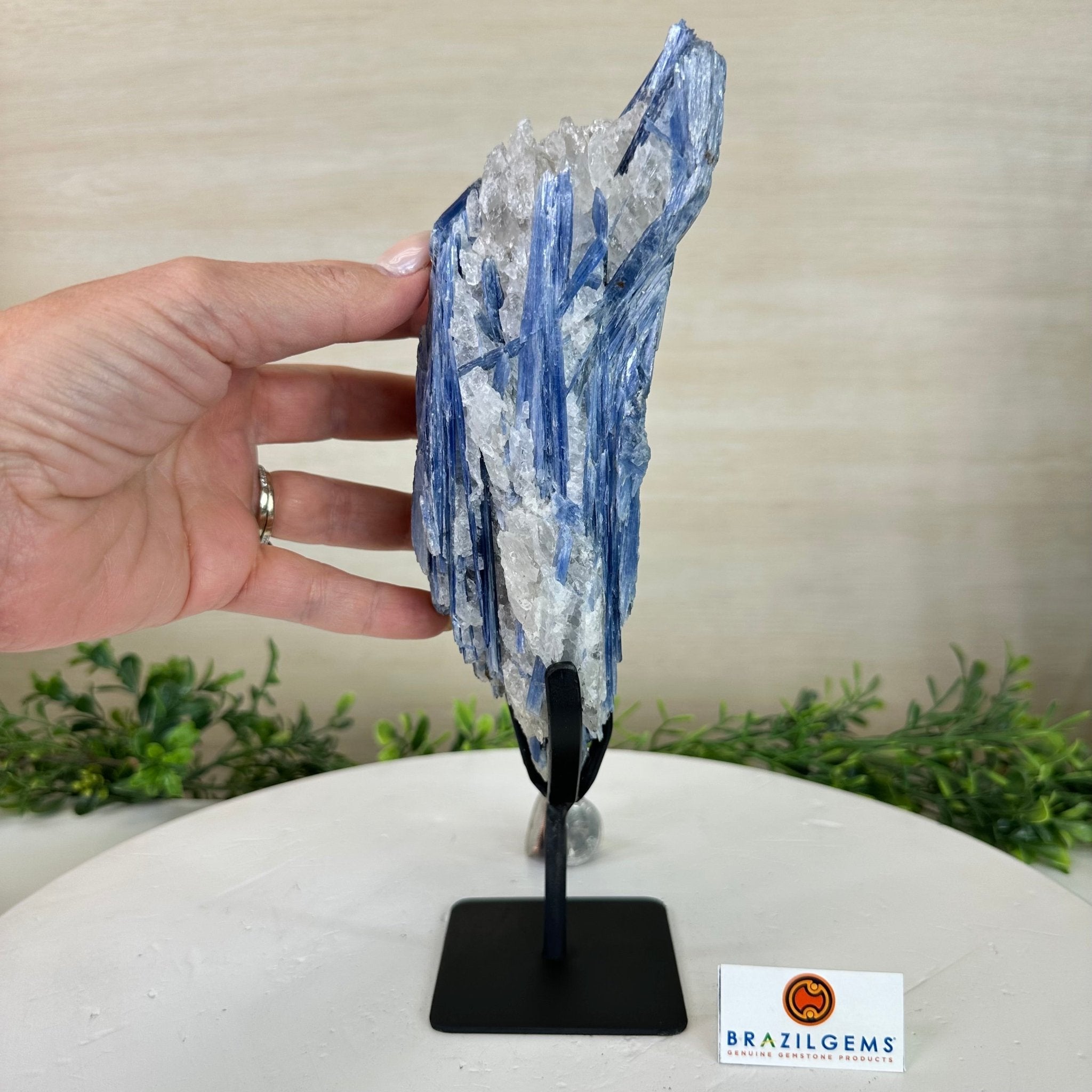 Kyanite Crystal on Metal Stand, 2.7 lbs & 10.2" Tall #6010 - 0019 - Brazil GemsBrazil GemsKyanite Crystal on Metal Stand, 2.7 lbs & 10.2" Tall #6010 - 0019Clusters on Fixed Bases6010 - 0019