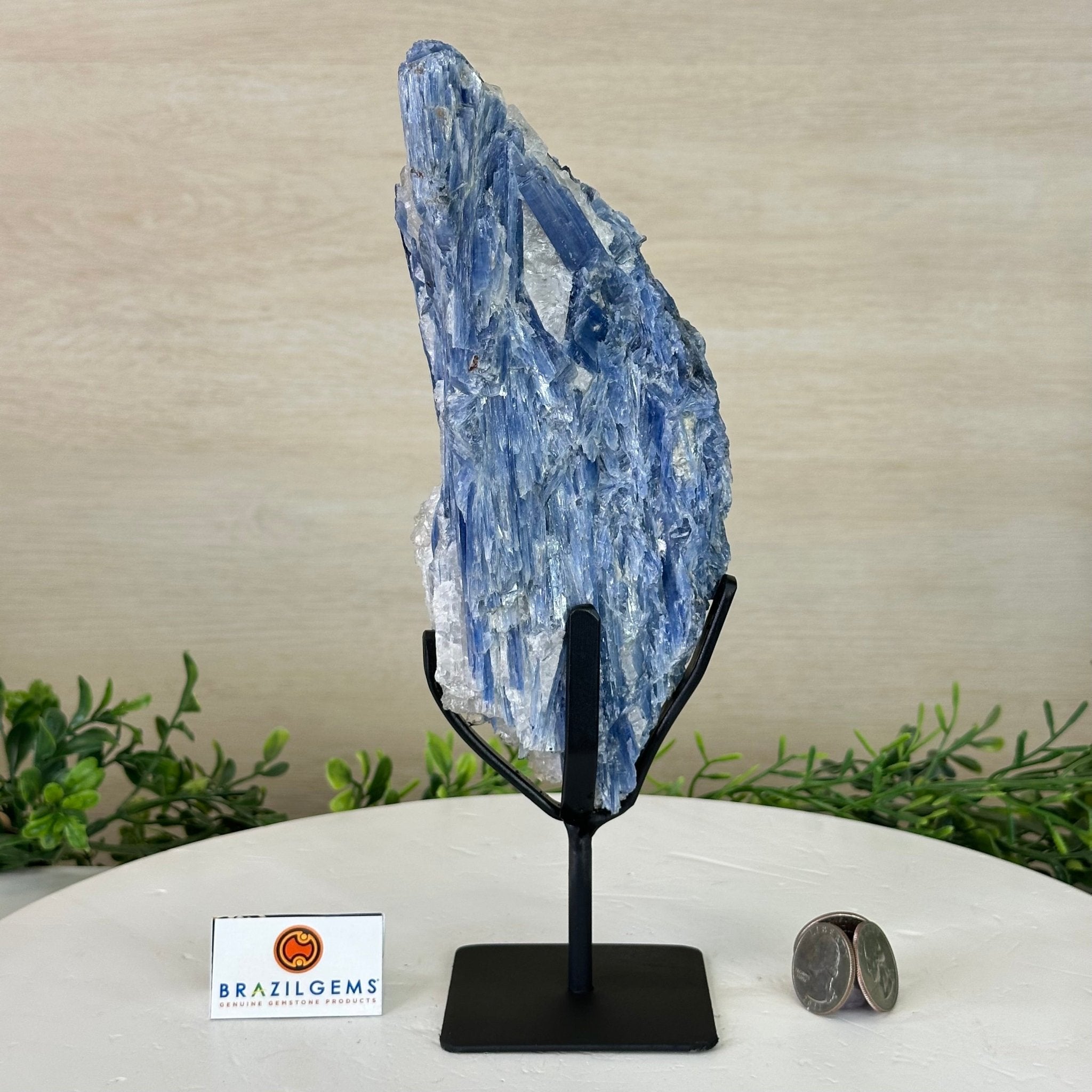 Kyanite Crystal on Metal Stand, 2.7 lbs & 10.2" Tall #6010 - 0019 - Brazil GemsBrazil GemsKyanite Crystal on Metal Stand, 2.7 lbs & 10.2" Tall #6010 - 0019Clusters on Fixed Bases6010 - 0019