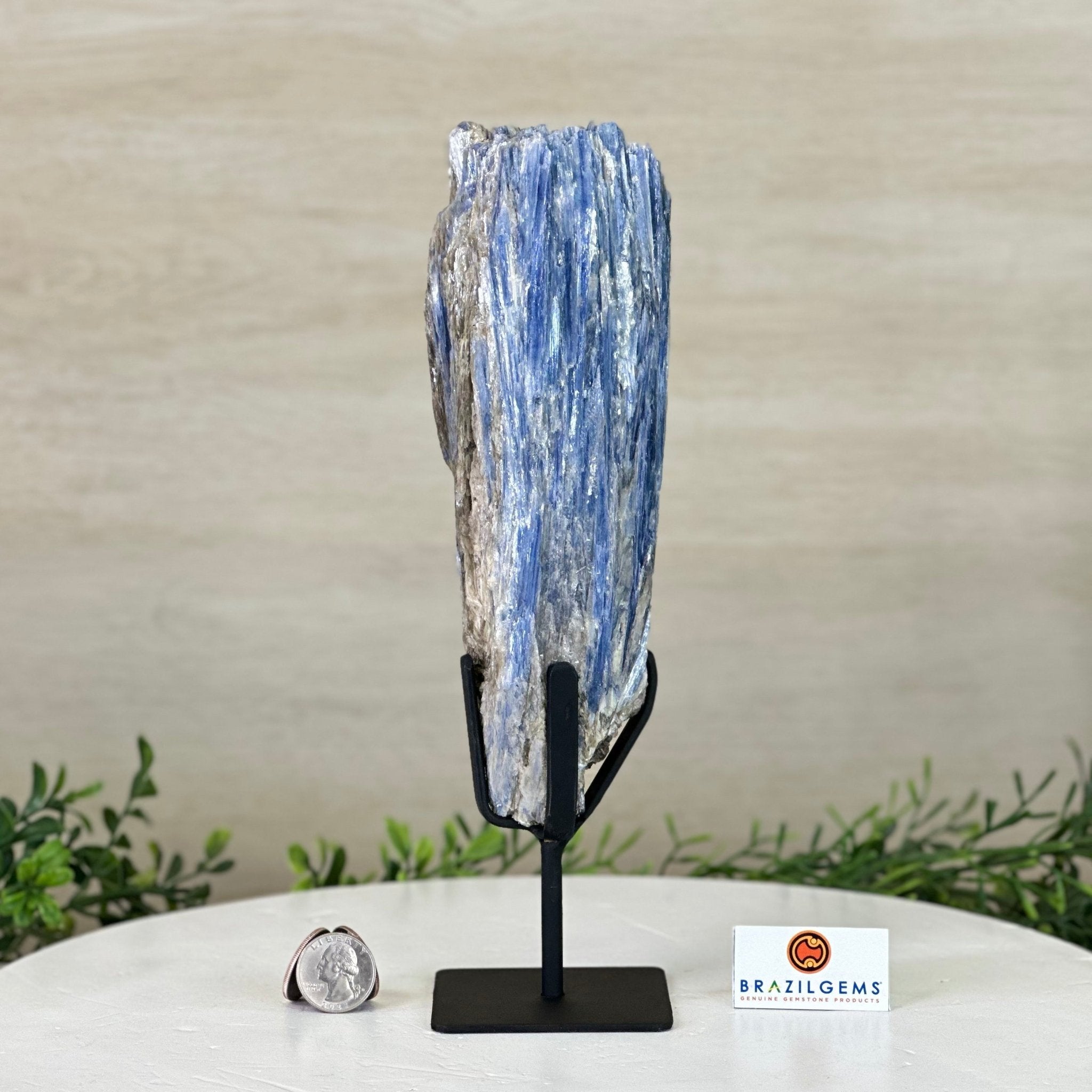 Kyanite Crystal on Metal Stand, 2.7 lbs & 10.5" Tall #6010 - 0017 - Brazil GemsBrazil GemsKyanite Crystal on Metal Stand, 2.7 lbs & 10.5" Tall #6010 - 0017Clusters on Fixed Bases6010 - 0017