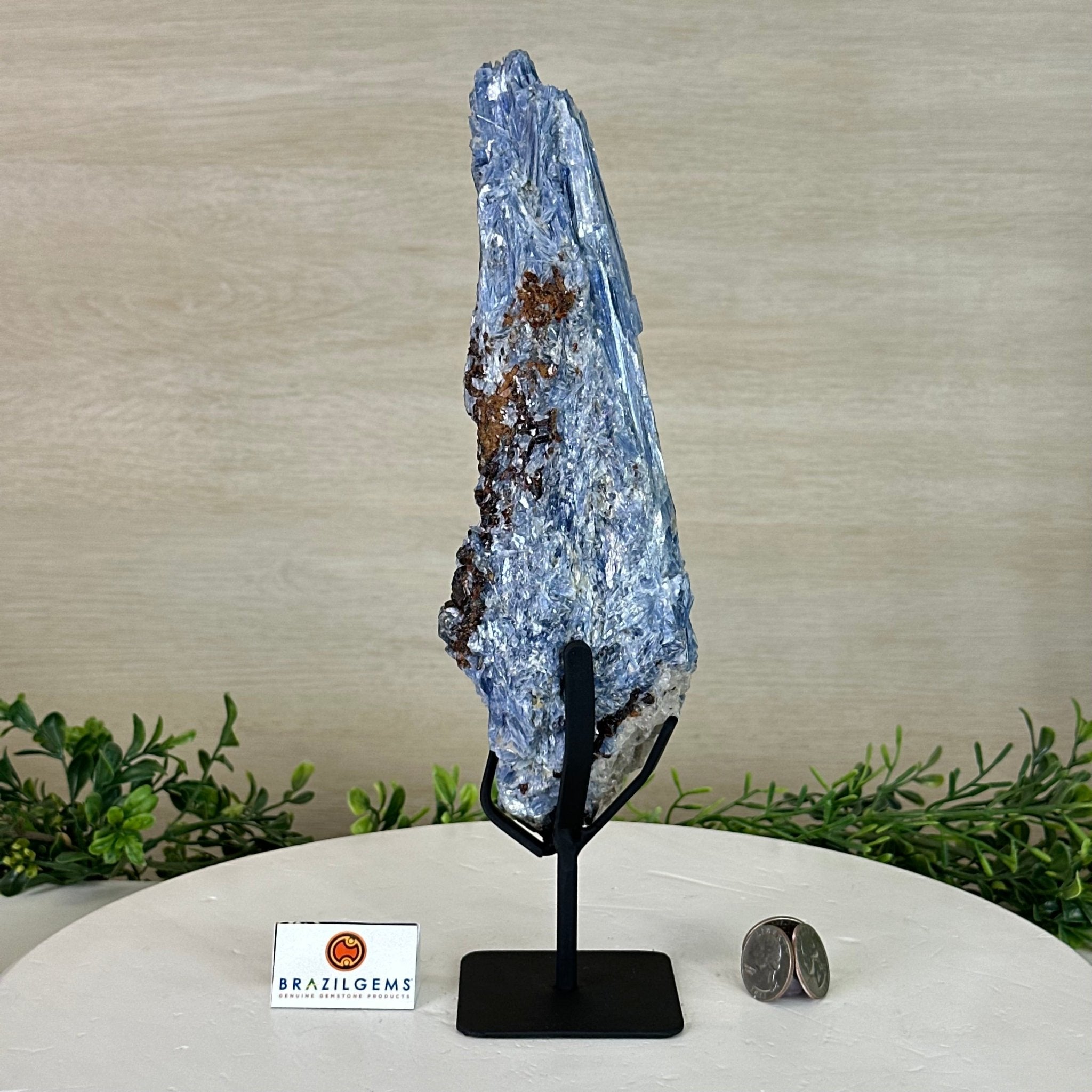 Kyanite Crystal on Metal Stand, 2.7 lbs & 11.9" Tall #6010 - 0018 - Brazil GemsBrazil GemsKyanite Crystal on Metal Stand, 2.7 lbs & 11.9" Tall #6010 - 0018Clusters on Fixed Bases6010 - 0018