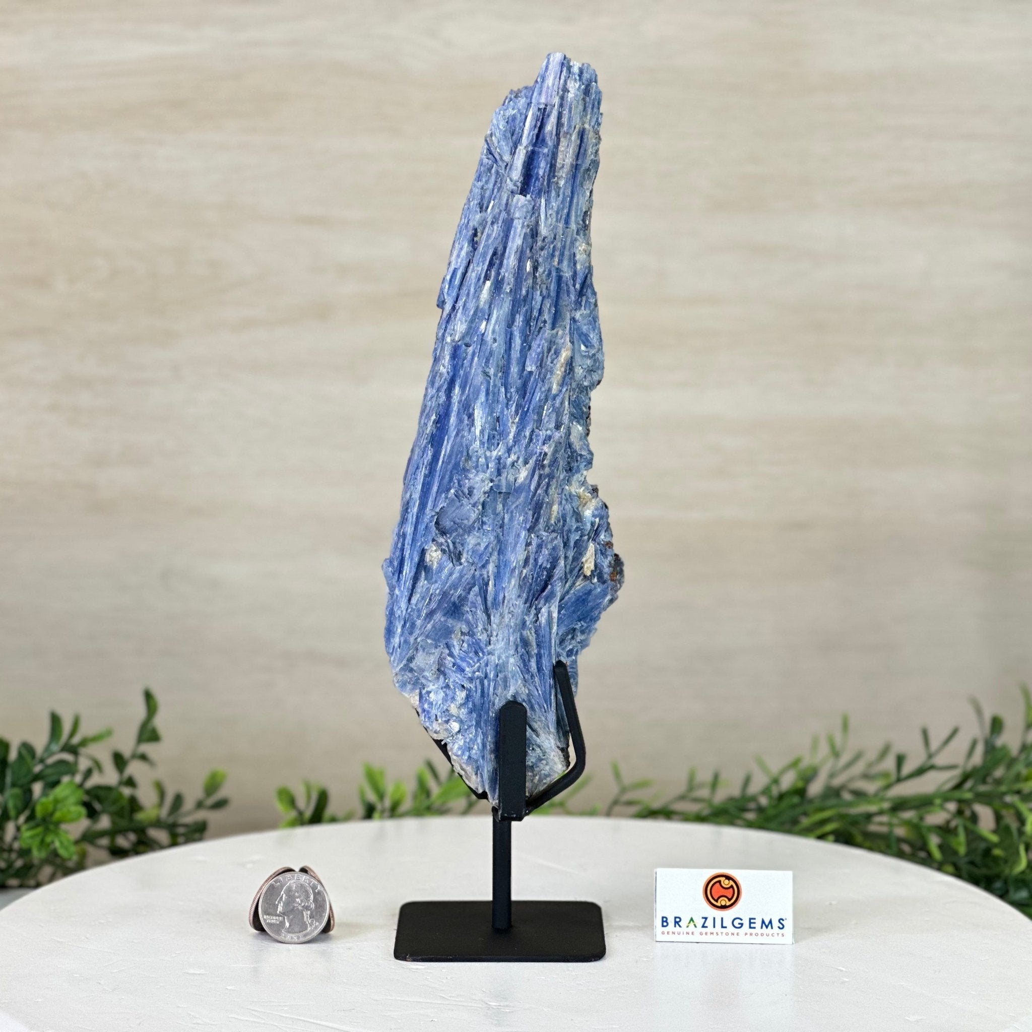 Kyanite Crystal on Metal Stand, 2.7 lbs & 11.9" Tall #6010 - 0018 - Brazil GemsBrazil GemsKyanite Crystal on Metal Stand, 2.7 lbs & 11.9" Tall #6010 - 0018Clusters on Fixed Bases6010 - 0018