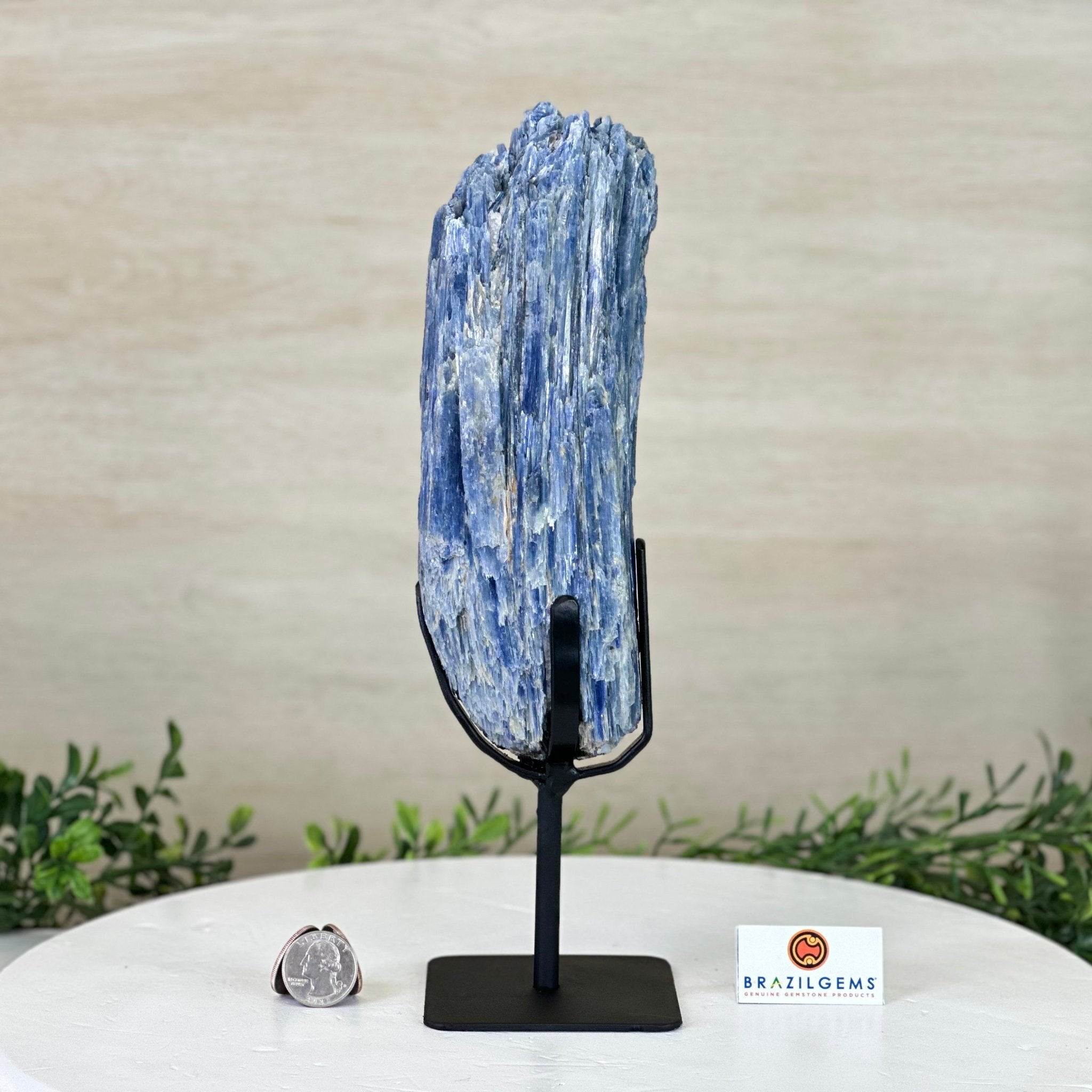 Kyanite Crystal on Metal Stand, 3.9 lbs & 11.3" Tall #6010 - 0021 - Brazil GemsBrazil GemsKyanite Crystal on Metal Stand, 3.9 lbs & 11.3" Tall #6010 - 0021Clusters on Fixed Bases6010 - 0021