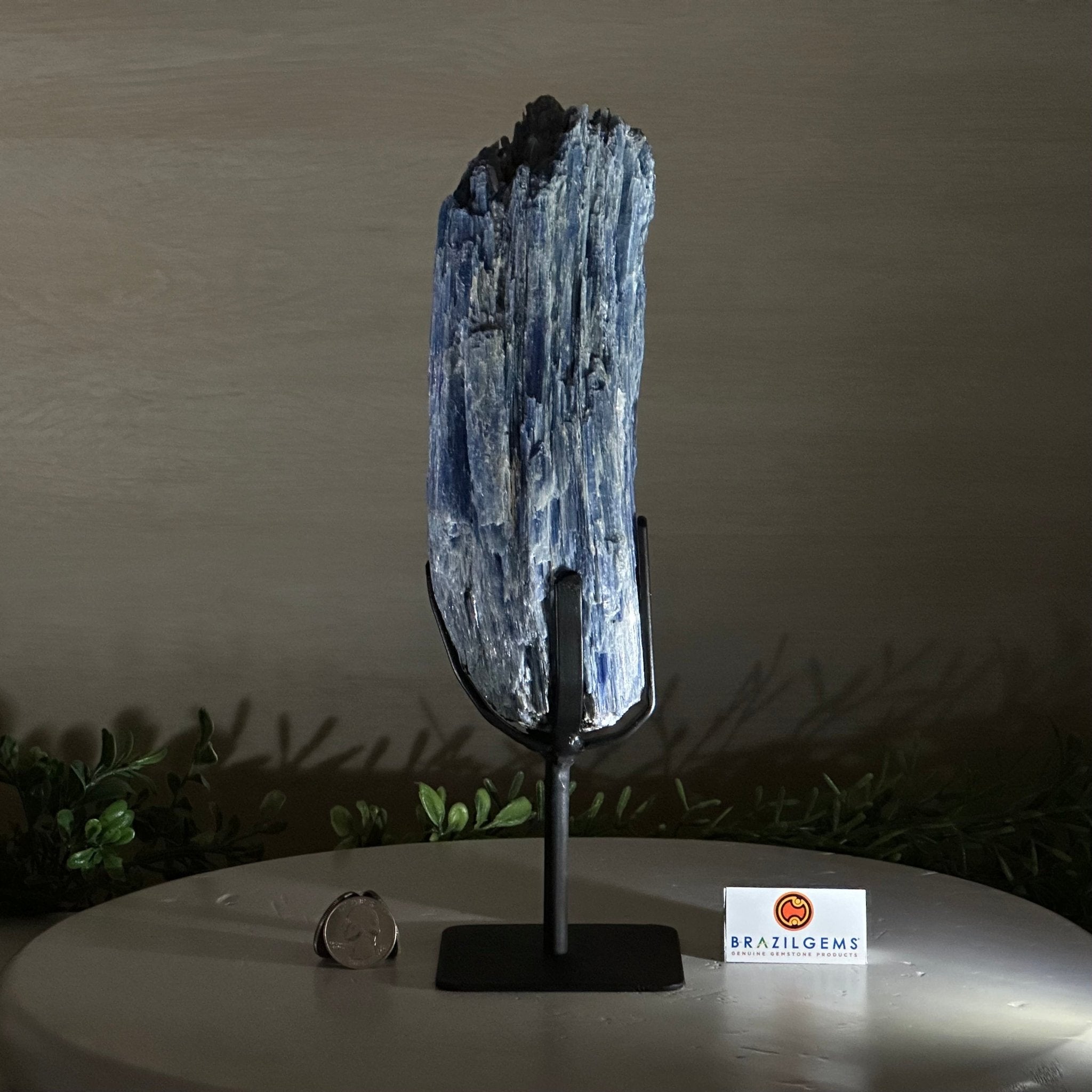 Kyanite Crystal on Metal Stand, 3.9 lbs & 11.3" Tall #6010 - 0021 - Brazil GemsBrazil GemsKyanite Crystal on Metal Stand, 3.9 lbs & 11.3" Tall #6010 - 0021Clusters on Fixed Bases6010 - 0021