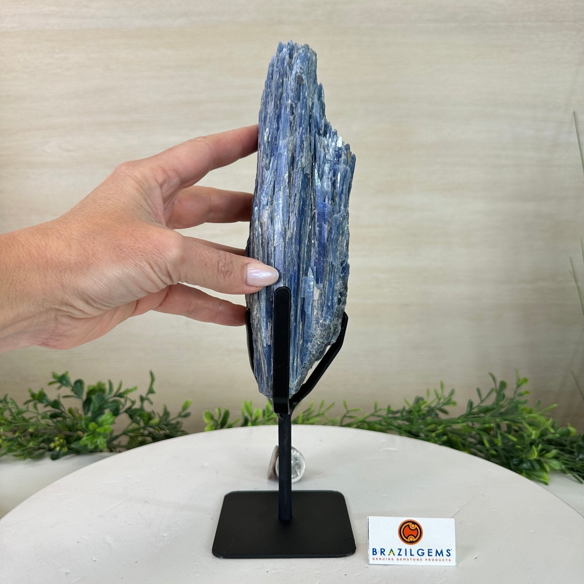 Kyanite Crystal on Metal Stand, 3.9 lbs & 11.3" Tall #6010 - 0021 - Brazil GemsBrazil GemsKyanite Crystal on Metal Stand, 3.9 lbs & 11.3" Tall #6010 - 0021Clusters on Fixed Bases6010 - 0021