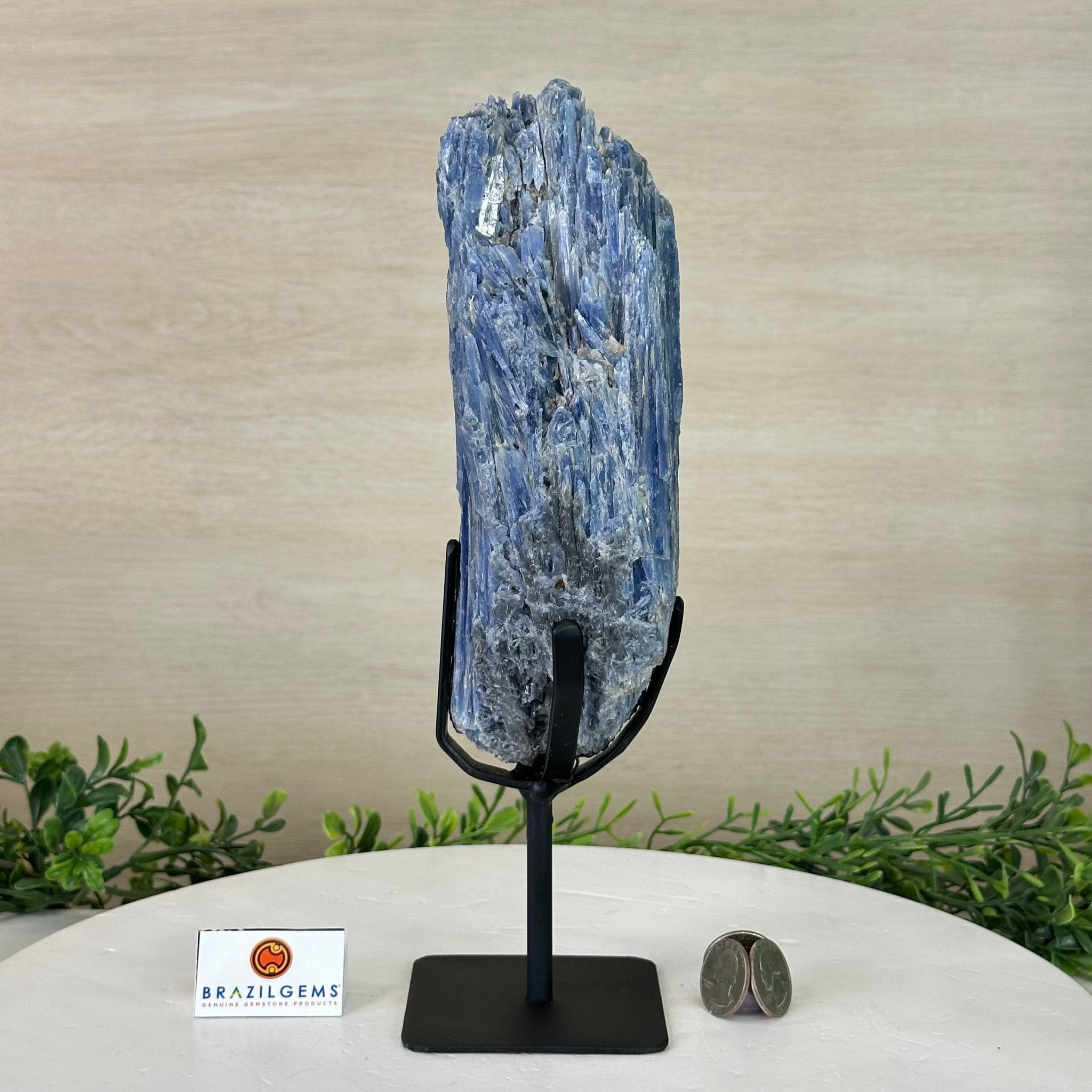 Kyanite Crystal on Metal Stand, 3.9 lbs & 11.3" Tall #6010 - 0021 - Brazil GemsBrazil GemsKyanite Crystal on Metal Stand, 3.9 lbs & 11.3" Tall #6010 - 0021Clusters on Fixed Bases6010 - 0021