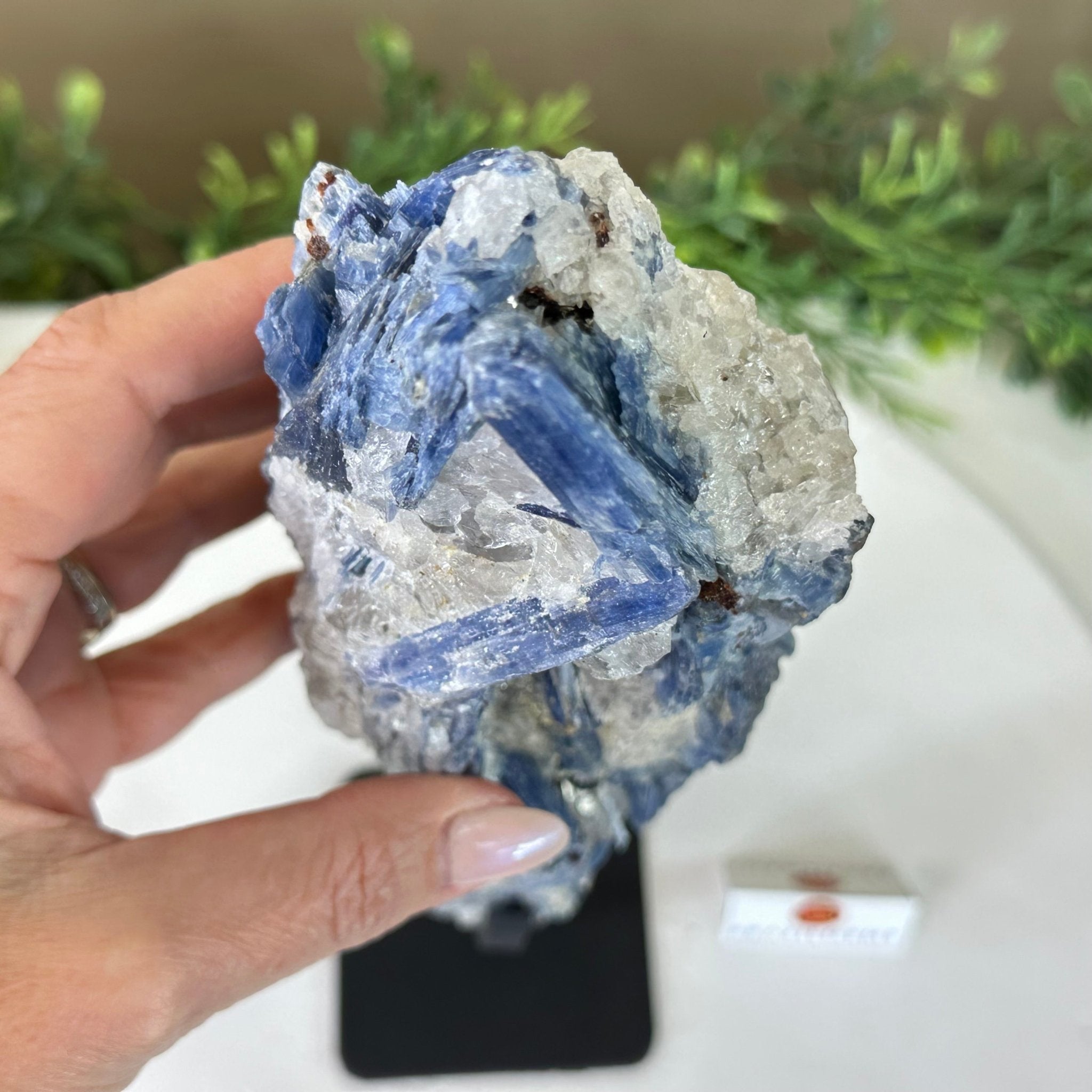 Kyanite Crystal on Metal Stand, 4.3 lbs & 13.2" Tall #6010 - 0022 - Brazil GemsBrazil GemsKyanite Crystal on Metal Stand, 4.3 lbs & 13.2" Tall #6010 - 0022Clusters on Fixed Bases6010 - 0022