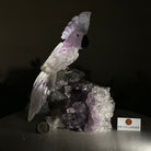 Large Hand - Carved Amethyst Cockatoo 9.4" Long on an Amethyst Cluster #3004 - AMCAM - 028 - Brazil GemsBrazil GemsLarge Hand - Carved Amethyst Cockatoo 9.4" Long on an Amethyst Cluster #3004 - AMCAM - 028Crystal Birds3004 - AMCAM - 028