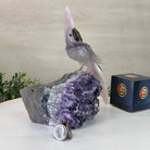 Large Hand - Carved Amethyst Cockatoo on an Amethyst Base, 8.1" Tall #3004 - AMCAM - 030 - Brazil GemsBrazil GemsLarge Hand - Carved Amethyst Cockatoo on an Amethyst Base, 8.1" Tall #3004 - AMCAM - 030Crystal Birds3004 - AMCAM - 030