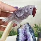 Large Hand - Carved Amethyst Parrot 8.2" Long on an Amethyst Cluster, #3004 - AMPAM - 009 - Brazil GemsBrazil GemsLarge Hand - Carved Amethyst Parrot 8.2" Long on an Amethyst Cluster, #3004 - AMPAM - 009Crystal Birds3004 - AMPAM - 009