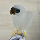 Large Hand - Carved Clear Quartz Parrot 10" Long on Amethyst Cluster #3005 - CQPAM - 048 - Brazil GemsBrazil GemsLarge Hand - Carved Clear Quartz Parrot 10" Long on Amethyst Cluster #3005 - CQPAM - 048Crystal Birds3005 - CQPAM - 048