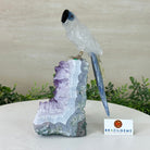 Large Hand - Carved Clear Quartz Parrot 7.4" Long on an Amethyst Cluster #3004 - CQPAM - 014 - Brazil GemsBrazil GemsLarge Hand - Carved Clear Quartz Parrot 7.4" Long on an Amethyst Cluster #3004 - CQPAM - 014Crystal Birds3004 - CQPAM - 014