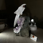 Large Hand - Carved Clear Quartz Parrot 8.3" Long on an Amethyst Cluster #3004 - CQPAM - 017 - Brazil GemsBrazil GemsLarge Hand - Carved Clear Quartz Parrot 8.3" Long on an Amethyst Cluster #3004 - CQPAM - 017Crystal Birds3004 - CQPAM - 017