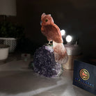 Large Hand - Carved Fire Quartz Owl w/ Amethyst Base, 7" Tall #3004 - FQOAM - 049 - Brazil GemsBrazil GemsLarge Hand - Carved Fire Quartz Owl w/ Amethyst Base, 7" Tall #3004 - FQOAM - 049Crystal Birds3004 - FQOAM - 049