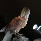 Large Hand - Carved Fire Quartz Parrot on an Amethyst Base, 8.1" Tall #3004 - FQPAM - 020 - Brazil GemsBrazil GemsLarge Hand - Carved Fire Quartz Parrot on an Amethyst Base, 8.1" Tall #3004 - FQPAM - 020Crystal Birds3004 - FQPAM - 020