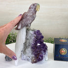 Large Hand - Carved Fire Quartz Parrot on an Amethyst Base, 8.1" Tall #3004 - FQPAM - 020 - Brazil GemsBrazil GemsLarge Hand - Carved Fire Quartz Parrot on an Amethyst Base, 8.1" Tall #3004 - FQPAM - 020Crystal Birds3004 - FQPAM - 020