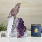 Large Hand - Carved Fire Quartz Parrot on an Amethyst Base, 8.1" Tall #3004 - FQPAM - 020 - Brazil GemsBrazil GemsLarge Hand - Carved Fire Quartz Parrot on an Amethyst Base, 8.1" Tall #3004 - FQPAM - 020Crystal Birds3004 - FQPAM - 020