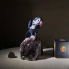 Large Hand - Carved Sodalite Parrot on an Amethyst Base, 6.5" Tall #3004 - SOPAM - 023 - Brazil GemsBrazil GemsLarge Hand - Carved Sodalite Parrot on an Amethyst Base, 6.5" Tall #3004 - SOPAM - 023Crystal Birds3004 - SOPAM - 023