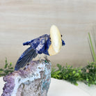 Large Hand - Carved Sodalite Toucan Bird w/ Amethyst Base, 7.8" Tall #3004 - SOTAM - 054 - Brazil GemsBrazil GemsLarge Hand - Carved Sodalite Toucan Bird w/ Amethyst Base, 7.8" Tall #3004 - SOTAM - 054Crystal Birds3004 - SOTAM - 054