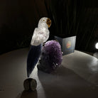 Medium Hand - Carved Clear Quartz Parrot on an Amethyst Base, 5.8" Tall #3003 - CQPAM - 017 - Brazil GemsBrazil GemsMedium Hand - Carved Clear Quartz Parrot on an Amethyst Base, 5.8" Tall #3003 - CQPAM - 017Crystal Birds3003 - CQPAM - 017