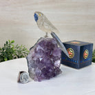 Medium Hand - Carved Clear Quartz Parrot on an Amethyst Base, 6.2" Tall #3003 - CQPAM - 015 - Brazil GemsBrazil GemsMedium Hand - Carved Clear Quartz Parrot on an Amethyst Base, 6.2" Tall #3003 - CQPAM - 015Crystal Birds3003 - CQPAM - 015