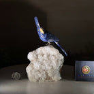 Medium Hand - Carved Sodalite Cockatoo on a Clear Quartz Base, 7.8" Tall #3003 - SOCCQ - 012 - Brazil GemsBrazil GemsMedium Hand - Carved Sodalite Cockatoo on a Clear Quartz Base, 7.8" Tall #3003 - SOCCQ - 012Crystal Birds3003 - SOCCQ - 012