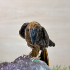 Medium Hand - Carved Tiger's Eye Parrot on an Amethyst Base, 4.6" Tall #3003 - TEPAM - 022 - Brazil GemsBrazil GemsMedium Hand - Carved Tiger's Eye Parrot on an Amethyst Base, 4.6" Tall #3003 - TEPAM - 022Crystal Birds3003 - TEPAM - 022