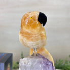 Medium Hand - Carved Yellow Calcite Parrot on an Amethyst Base, 6.8" Tall #3003 - YCPAM - 016 - Brazil GemsBrazil GemsMedium Hand - Carved Yellow Calcite Parrot on an Amethyst Base, 6.8" Tall #3003 - YCPAM - 016Crystal Birds3003 - YCPAM - 016