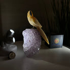 Medium Hand - Carved Yellow Calcite Parrot on an Amethyst Base, 6.8" Tall #3003 - YCPAM - 016 - Brazil GemsBrazil GemsMedium Hand - Carved Yellow Calcite Parrot on an Amethyst Base, 6.8" Tall #3003 - YCPAM - 016Crystal Birds3003 - YCPAM - 016