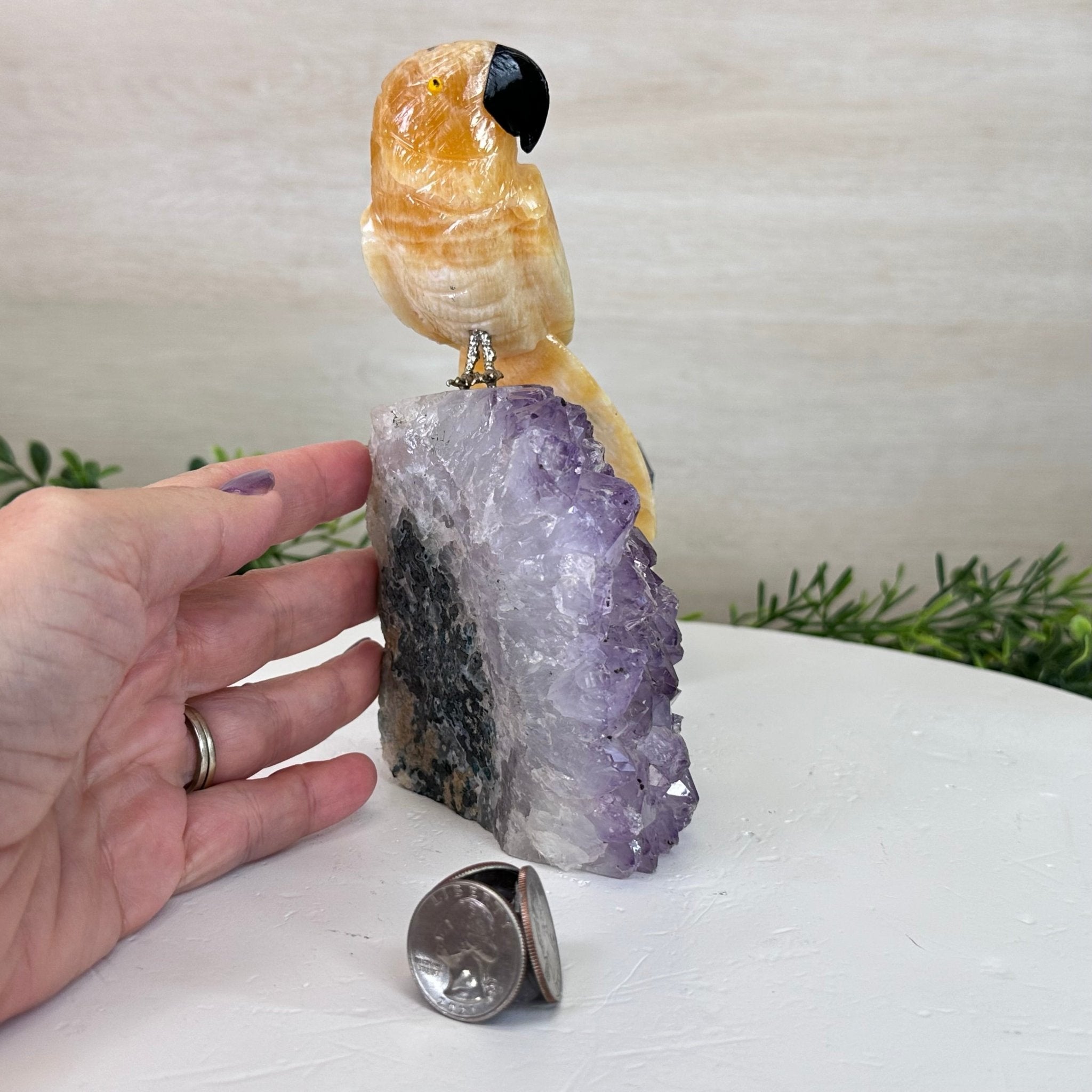 Medium Hand - Carved Yellow Calcite Parrot on an Amethyst Base, 6.8" Tall #3003 - YCPAM - 016 - Brazil GemsBrazil GemsMedium Hand - Carved Yellow Calcite Parrot on an Amethyst Base, 6.8" Tall #3003 - YCPAM - 016Crystal Birds3003 - YCPAM - 016