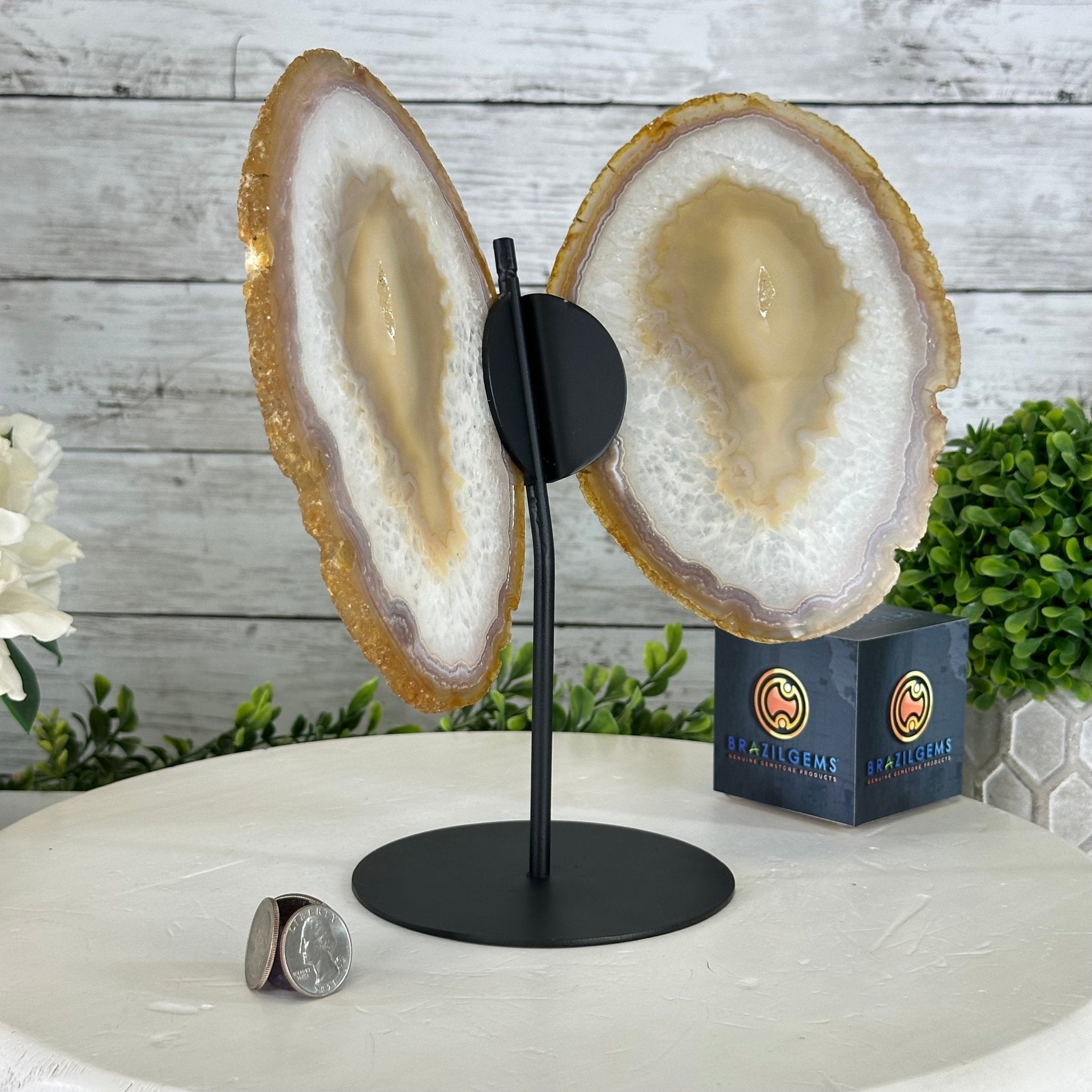 Natural Brazilian Agate "Butterfly Wings", 10.1" Tall #5050NA-121 - Brazil GemsBrazil GemsNatural Brazilian Agate "Butterfly Wings", 10.1" Tall #5050NA-121Agate Butterfly Wings5050NA-121