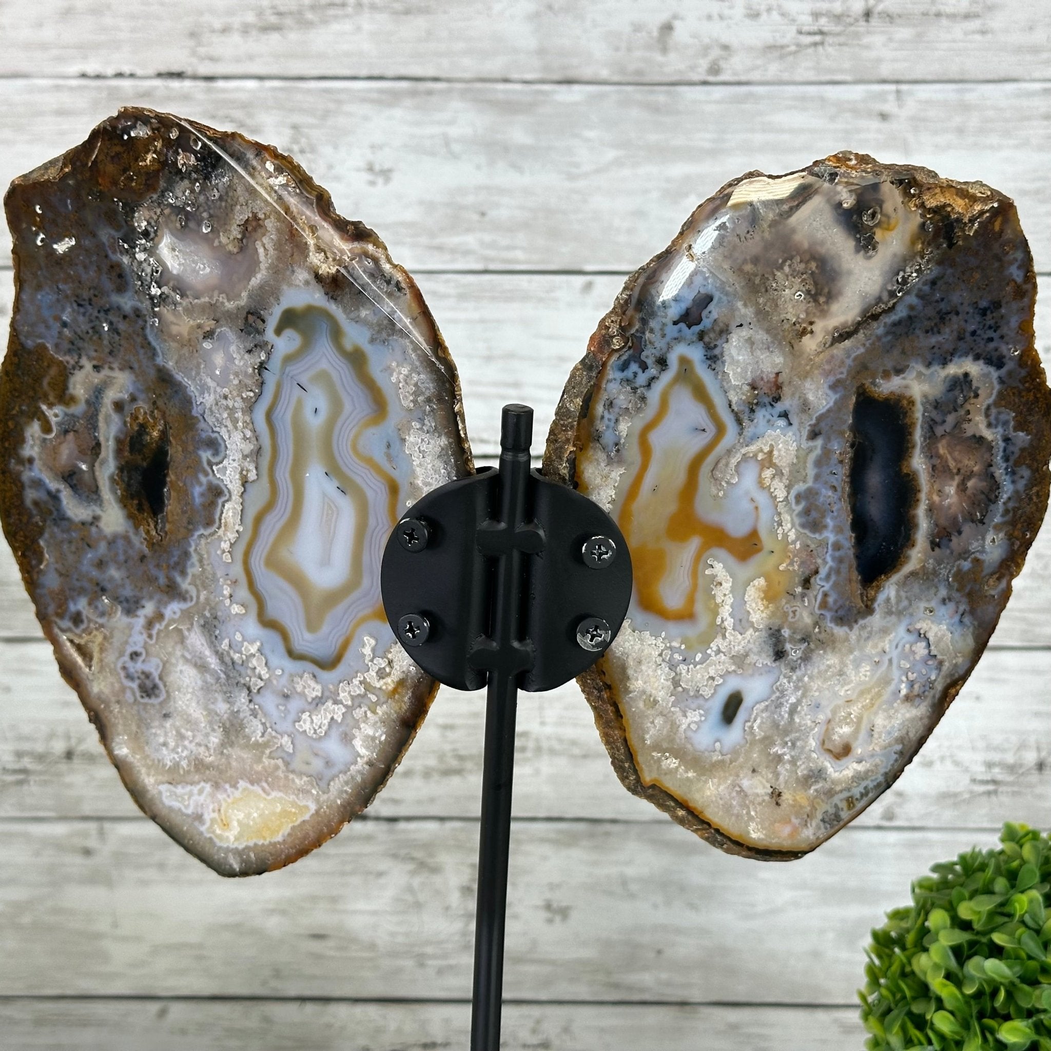 Natural Brazilian Agate "Butterfly Wings", 14.25" Tall #5050NA-079 - Brazil GemsBrazil GemsNatural Brazilian Agate "Butterfly Wings", 14.25" Tall #5050NA-079Agate Butterfly Wings5050NA-079
