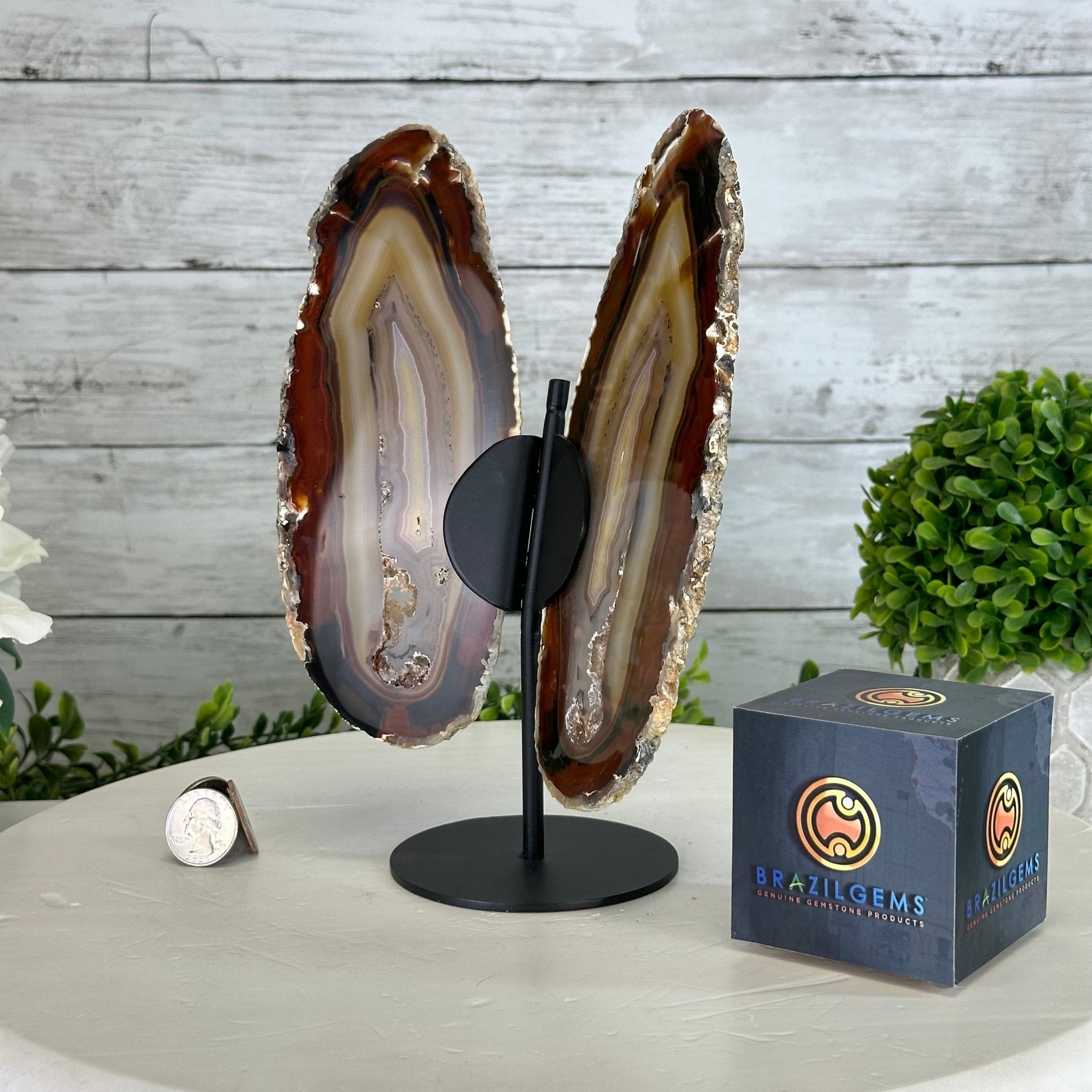 Natural Brazilian Agate "Butterfly Wings", 8.9" Tall #5050NA-147 - Brazil GemsBrazil GemsNatural Brazilian Agate "Butterfly Wings", 8.9" Tall #5050NA-147Agate Butterfly Wings5050NA-147