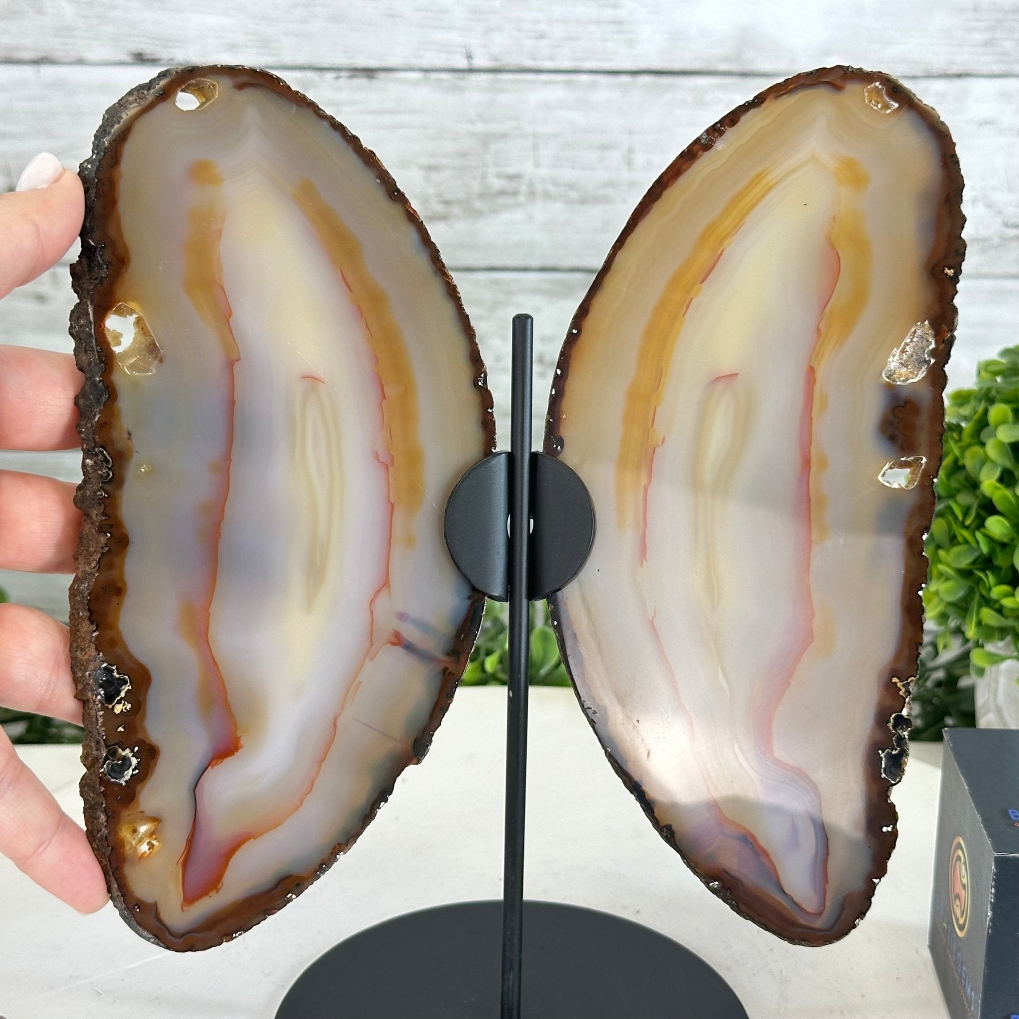 Natural Brazilian Agate "Butterfly Wings", 9.6" Tall #5050NA-105 - Brazil GemsBrazil GemsNatural Brazilian Agate "Butterfly Wings", 9.6" Tall #5050NA-105Agate Butterfly Wings5050NA-105
