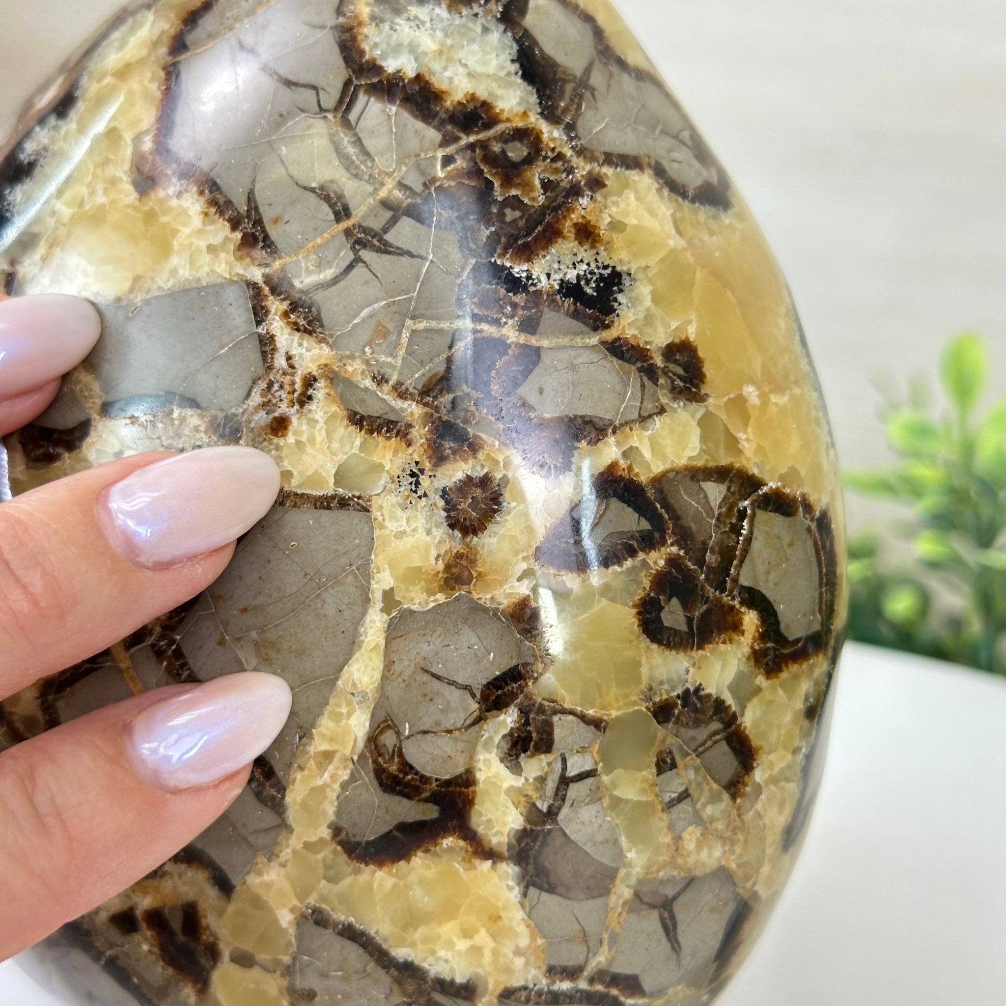 Polished Freeform Septarian Gemstone, 6.3 lbs & 6.2” Tall #3301SP - 001 - Brazil GemsBrazil GemsPolished Freeform Septarian Gemstone, 6.3 lbs & 6.2” Tall #3301SP - 001Freeform & Unique Shapes3301SP - 001