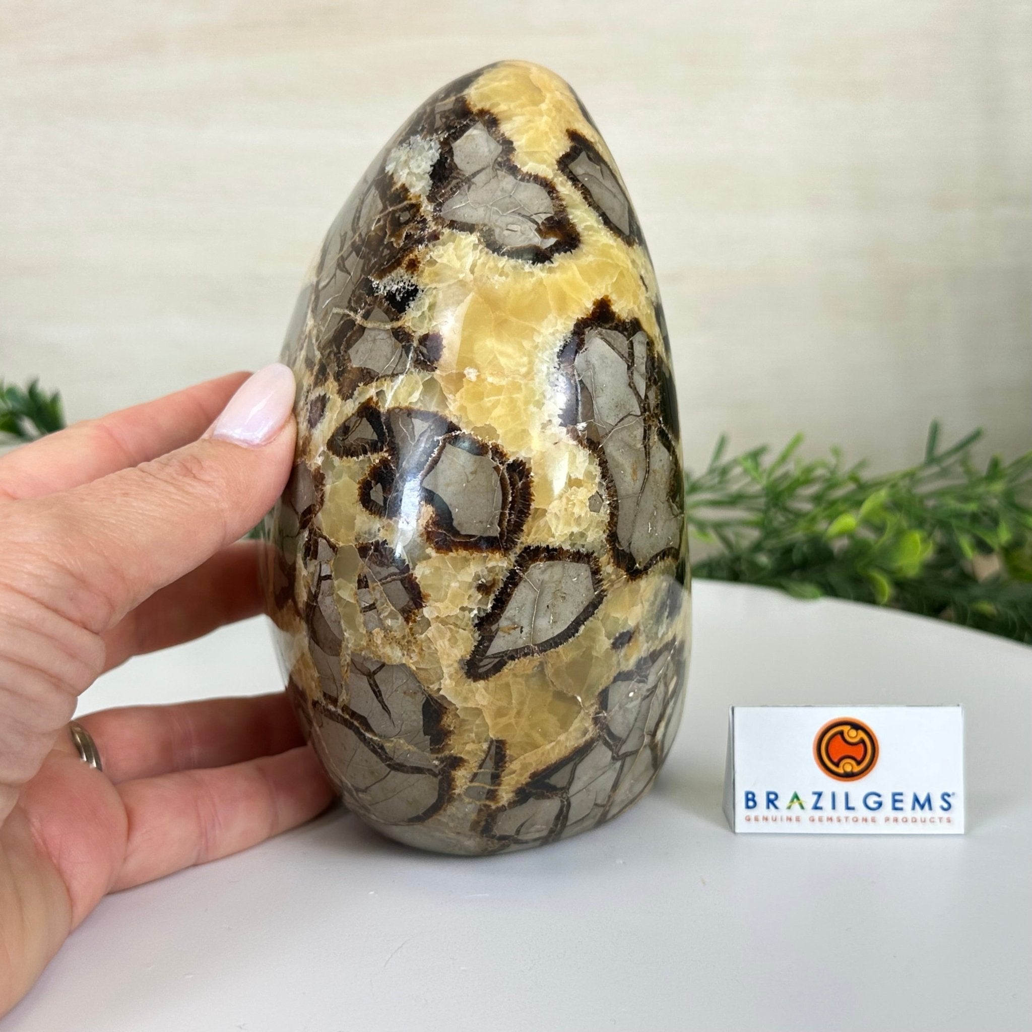 Polished Freeform Septarian Gemstone, 6.3 lbs & 6.2” Tall #3301SP - 001 - Brazil GemsBrazil GemsPolished Freeform Septarian Gemstone, 6.3 lbs & 6.2” Tall #3301SP - 001Freeform & Unique Shapes3301SP - 001