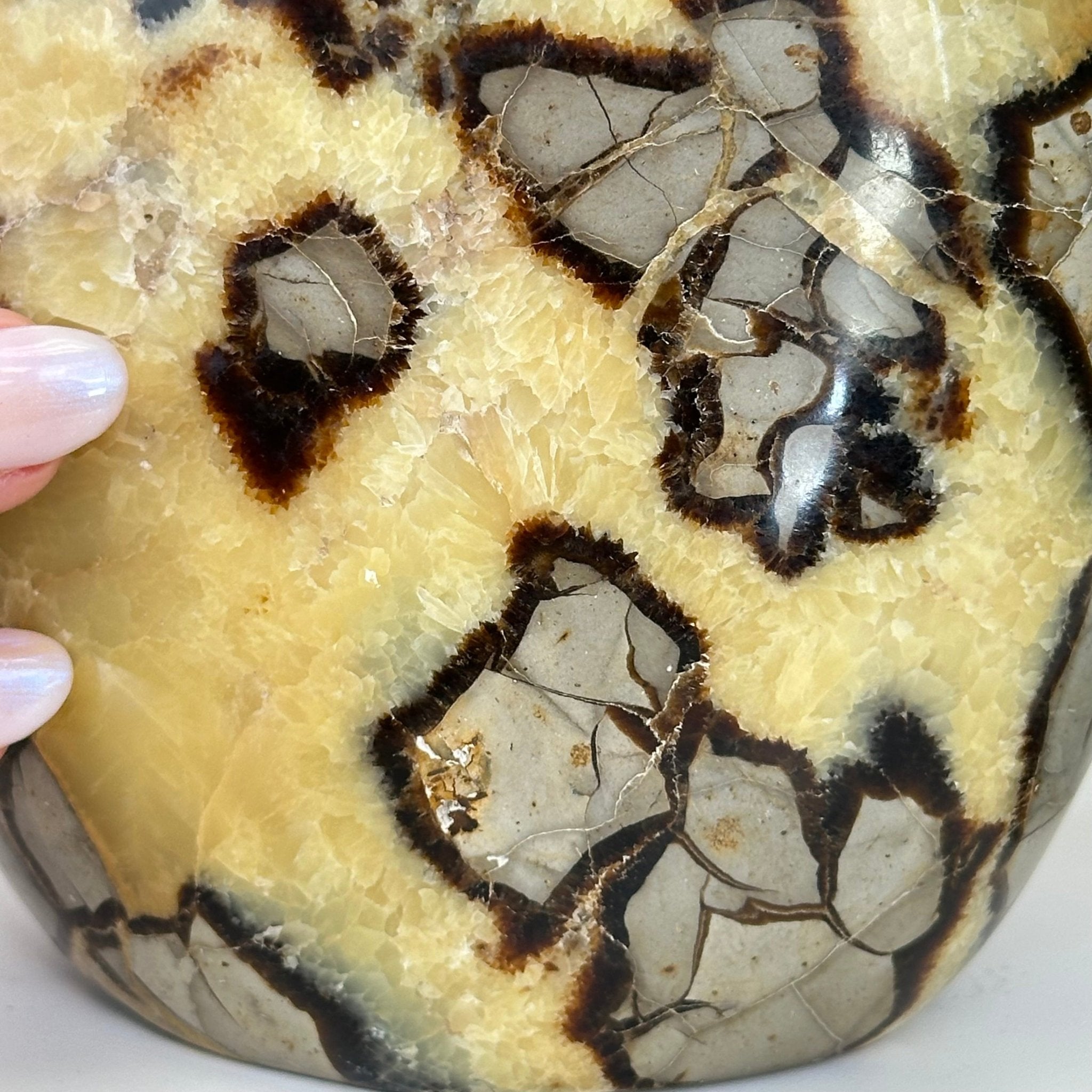 Polished Freeform Septarian Gemstone, 6.3 lbs & 6.2” Tall #3301SP - 001 - Brazil GemsBrazil GemsPolished Freeform Septarian Gemstone, 6.3 lbs & 6.2” Tall #3301SP - 001Freeform & Unique Shapes3301SP - 001