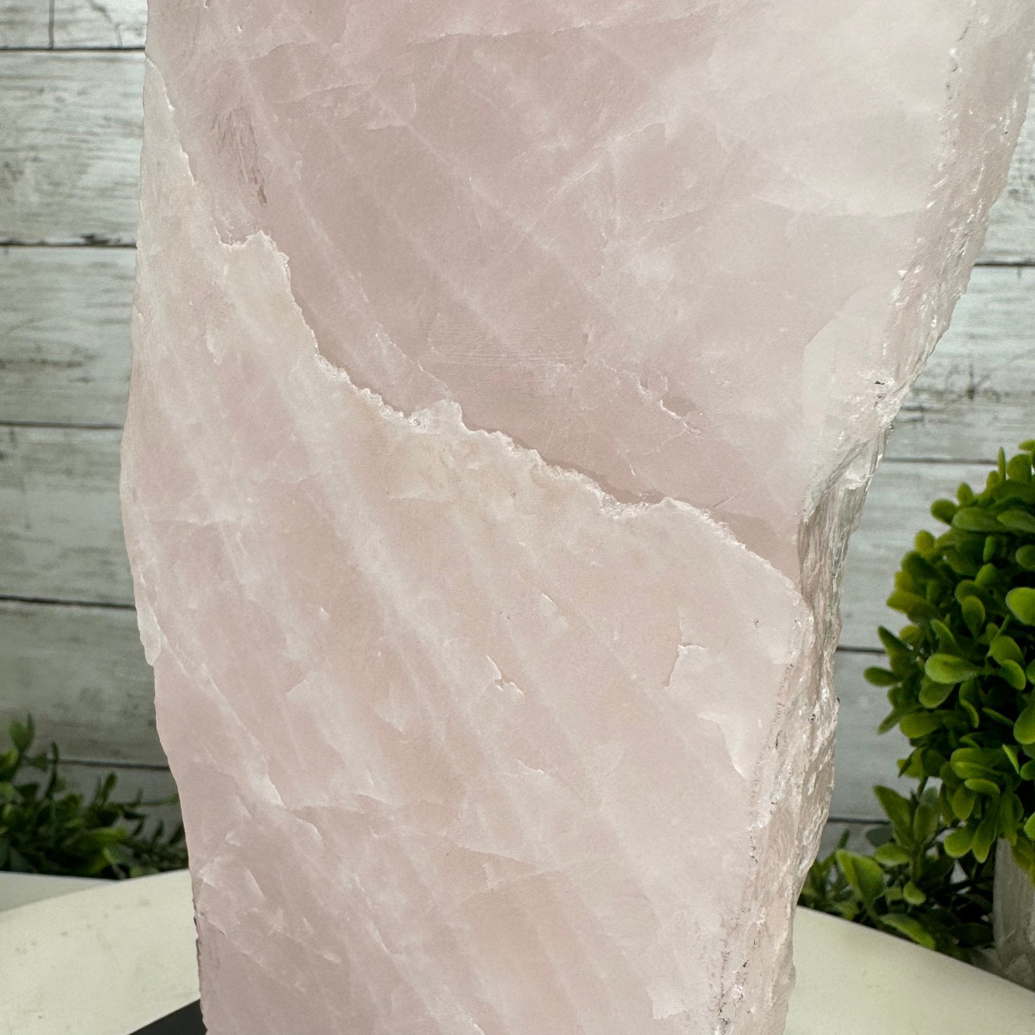 Rose Quartz Polished Slice with Rough Edges on a Wood Base Model 12.25" Tall Model #6100RQ-044 by Brazil Gems - Brazil GemsBrazil GemsRose Quartz Polished Slice with Rough Edges on a Wood Base Model 12.25" Tall Model #6100RQ-044 by Brazil GemsSlices on Wood Bases6100RQ-044