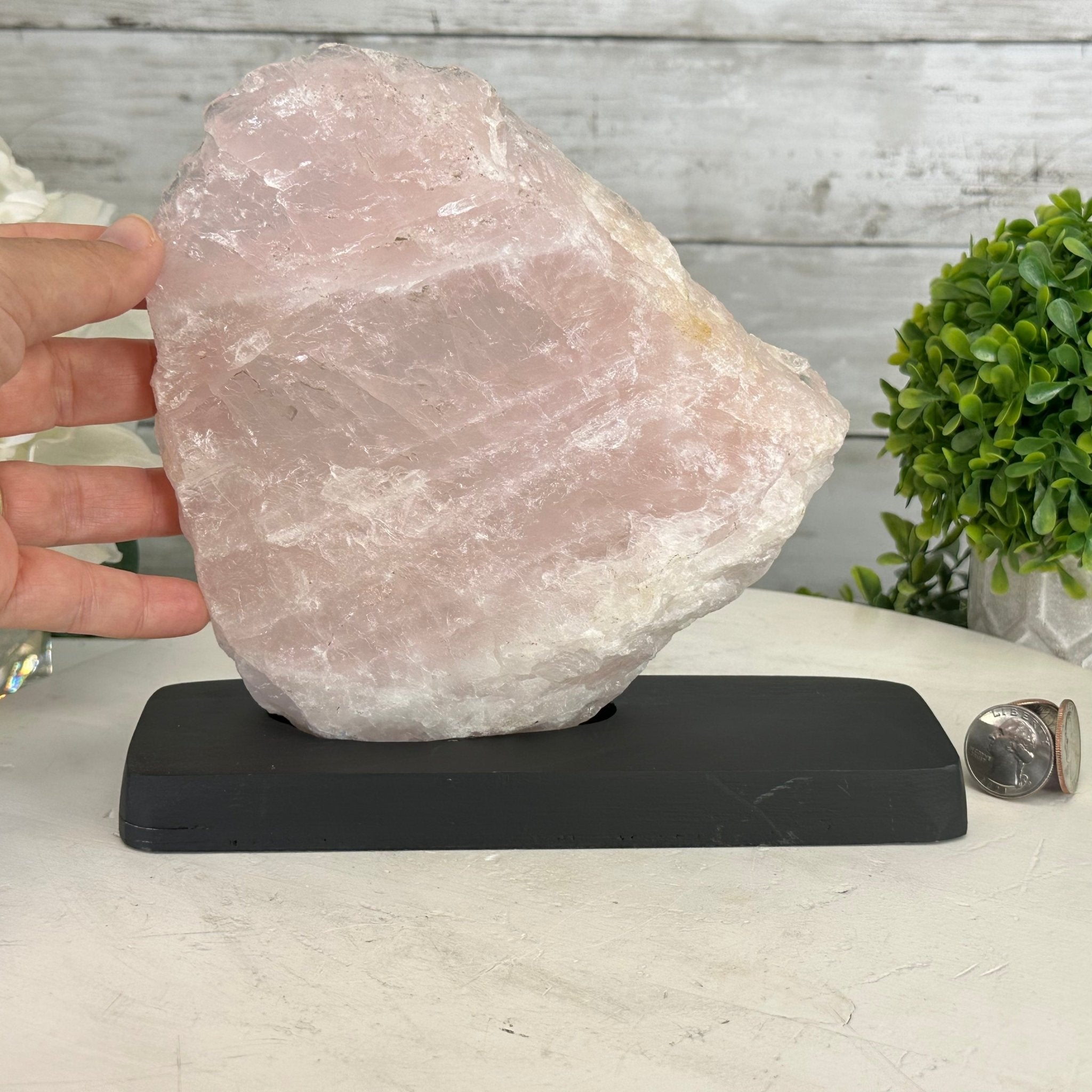 Rose Quartz Polished Slice with Rough Edges on a Wood Base Model 7.5" Tall Model #6100RQ-011 by Brazil Gems - Brazil GemsBrazil GemsRose Quartz Polished Slice with Rough Edges on a Wood Base Model 7.5" Tall Model #6100RQ-011 by Brazil GemsSlices on Wood Bases6100RQ-011