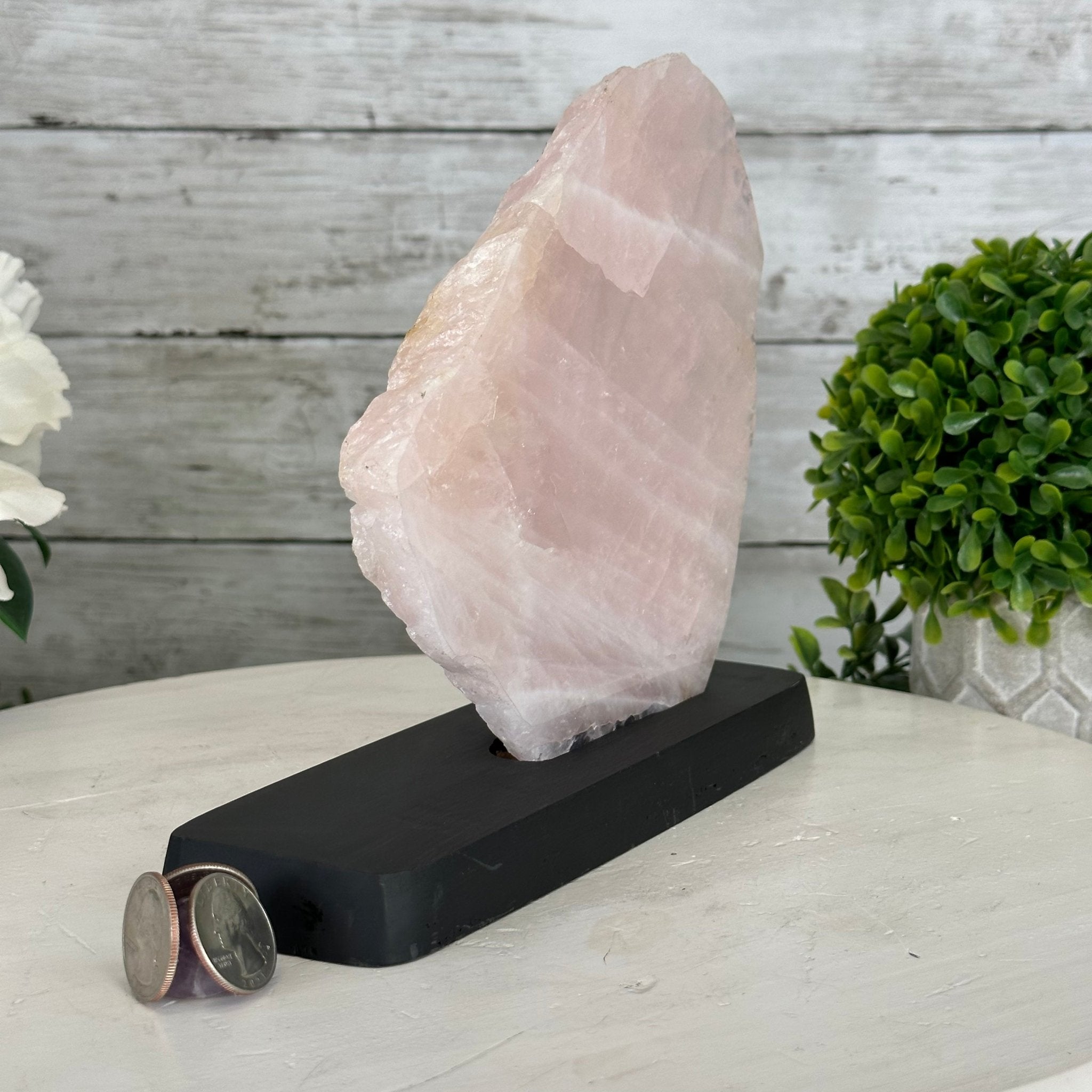 Rose Quartz Polished Slice with Rough Edges on a Wood Base Model 7.5" Tall Model #6100RQ-011 by Brazil Gems - Brazil GemsBrazil GemsRose Quartz Polished Slice with Rough Edges on a Wood Base Model 7.5" Tall Model #6100RQ-011 by Brazil GemsSlices on Wood Bases6100RQ-011