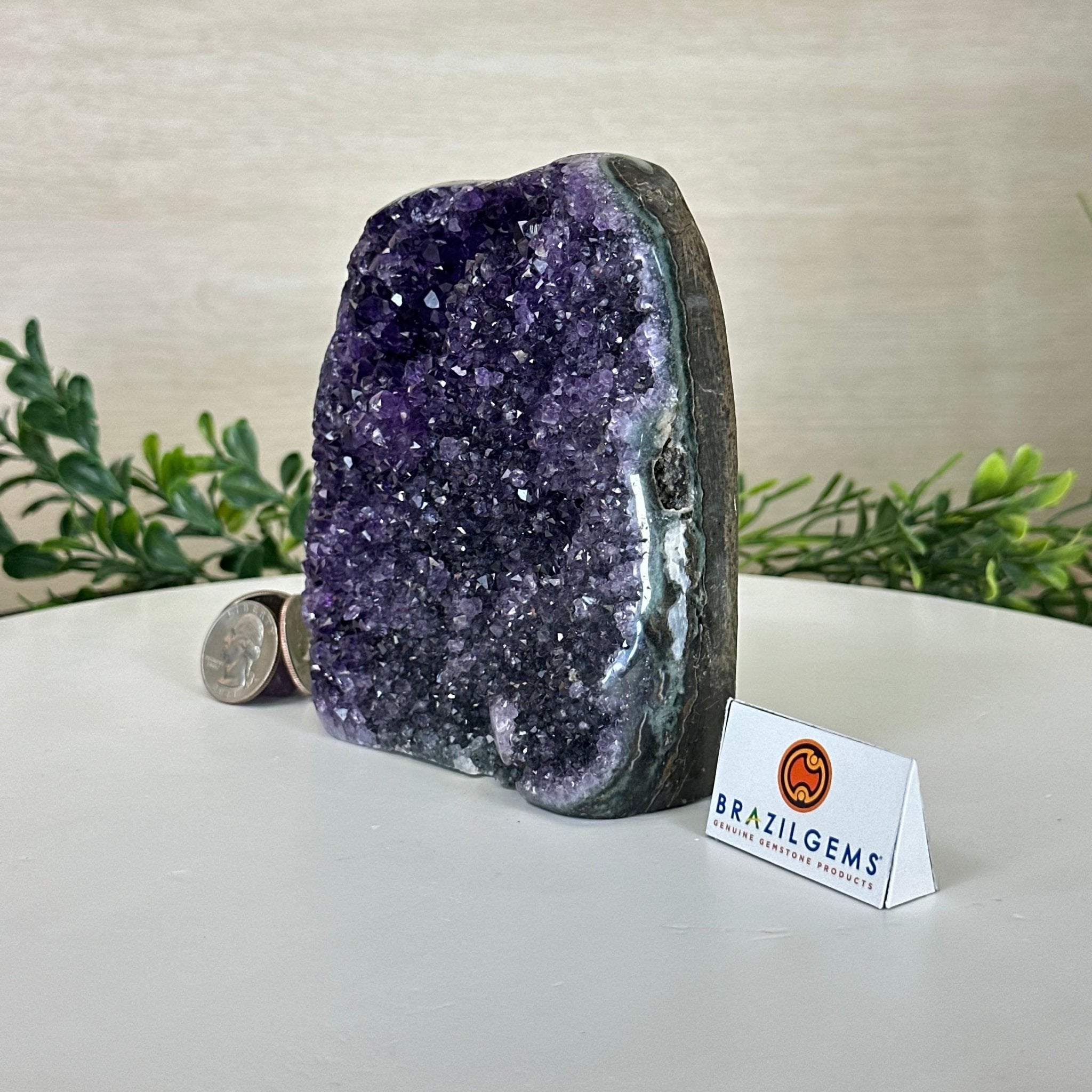 Small Extra Plus Quality Amethyst Cluster Flat Base, 5" Tall 5611 - 0921 - Brazil GemsBrazil GemsSmall Extra Plus Quality Amethyst Cluster Flat Base, 5" Tall 5611 - 0921Small Clusters with Flat Bases5611 - 0921