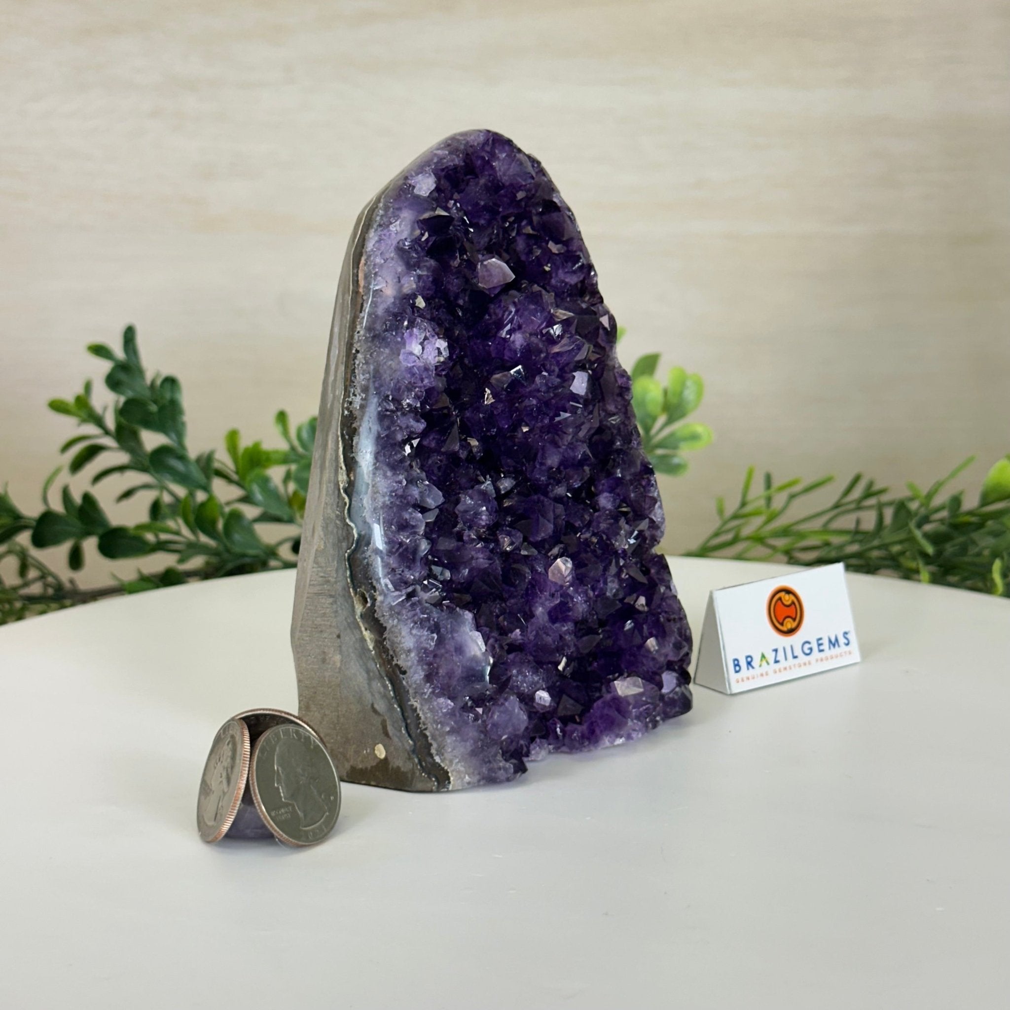 Small Extra Plus Quality Amethyst Cluster Flat Base, 5.4" Tall 5611 - 0923 - Brazil GemsBrazil GemsSmall Extra Plus Quality Amethyst Cluster Flat Base, 5.4" Tall 5611 - 0923Small Clusters with Flat Bases5611 - 0923