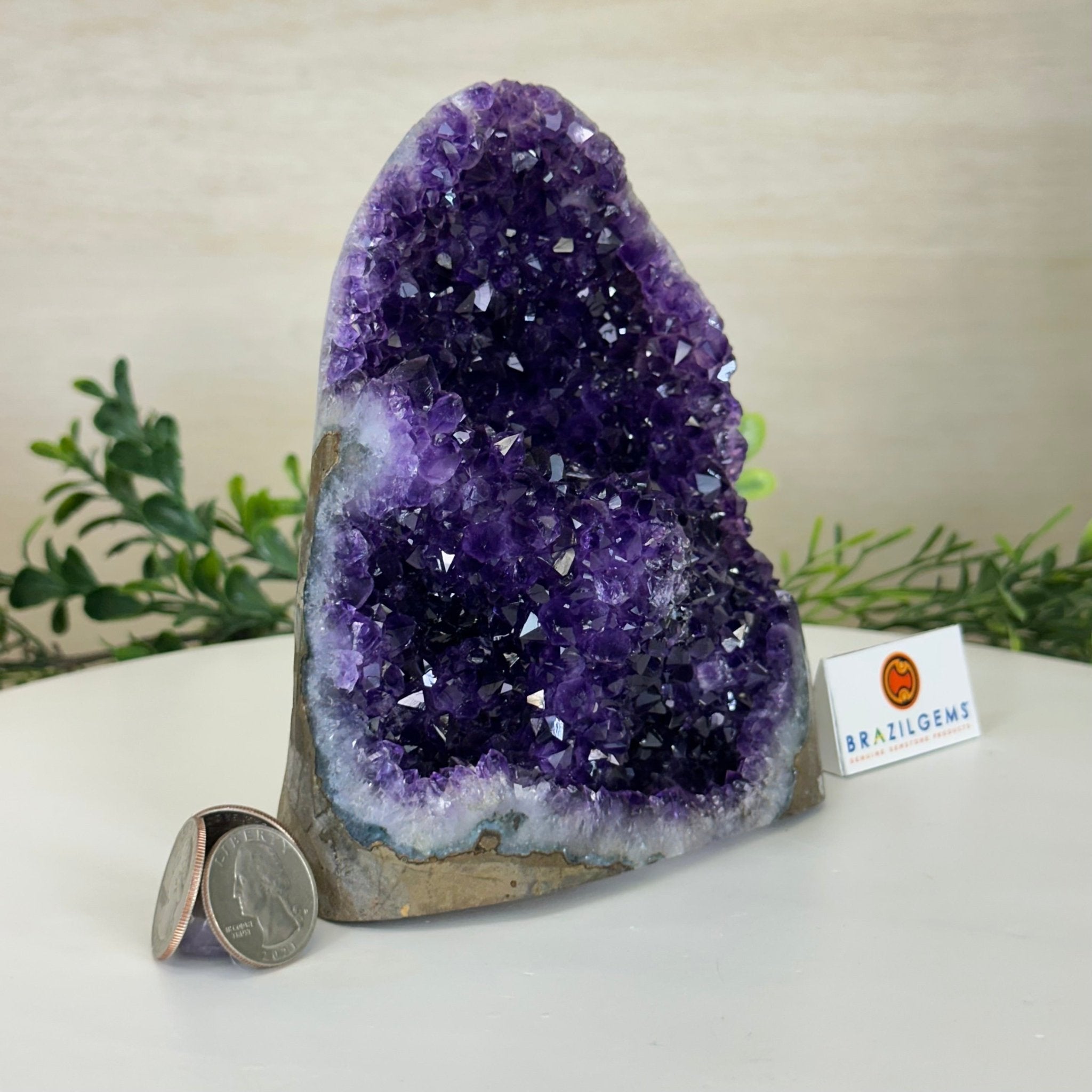Small Extra Plus Quality Amethyst Cluster Flat Base, 5.9" Tall 5611 - 0926 - Brazil GemsBrazil GemsSmall Extra Plus Quality Amethyst Cluster Flat Base, 5.9" Tall 5611 - 0926Small Clusters with Flat Bases5611 - 0926