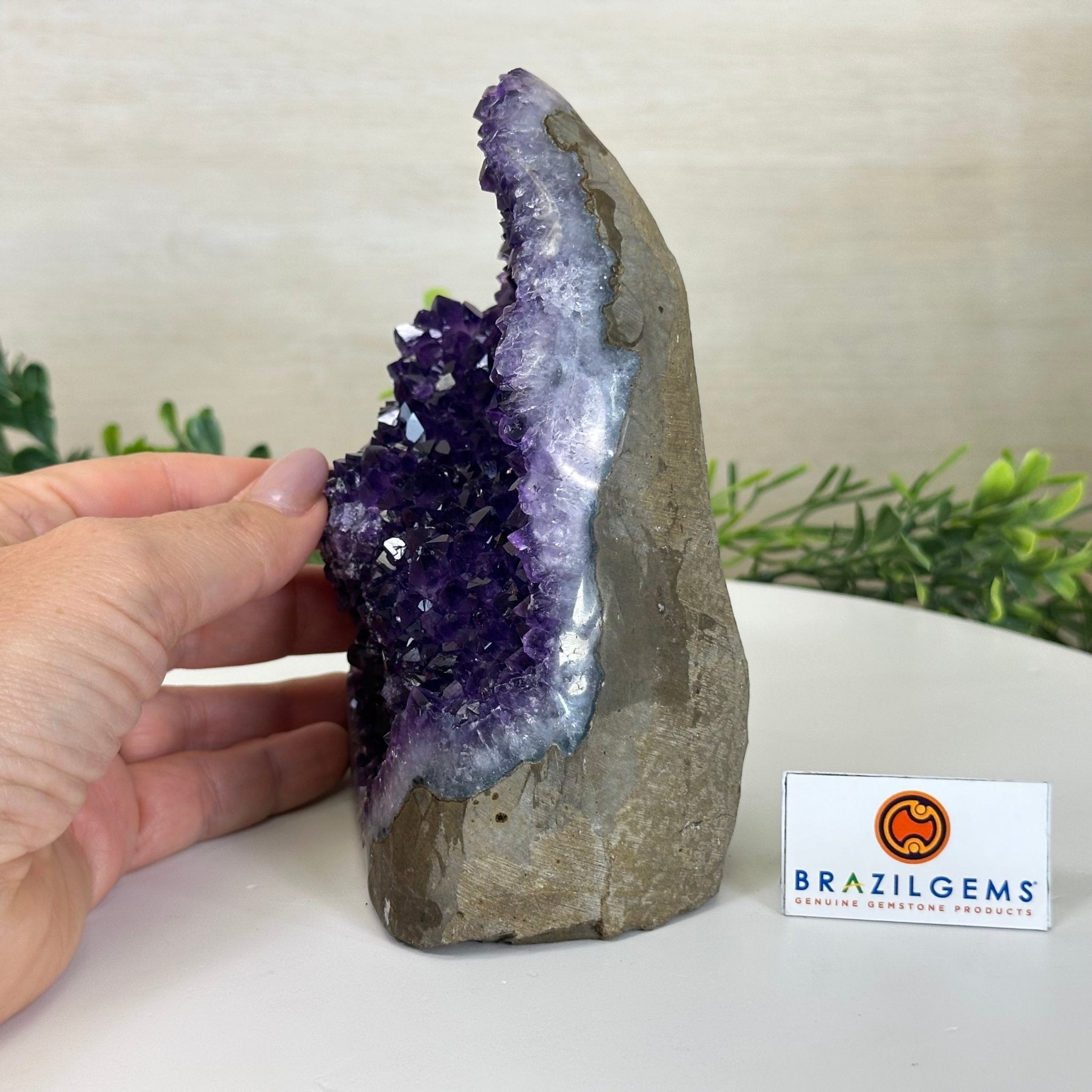 Small Extra Plus Quality Amethyst Cluster Flat Base, 5.9" Tall 5611 - 0926 - Brazil GemsBrazil GemsSmall Extra Plus Quality Amethyst Cluster Flat Base, 5.9" Tall 5611 - 0926Small Clusters with Flat Bases5611 - 0926