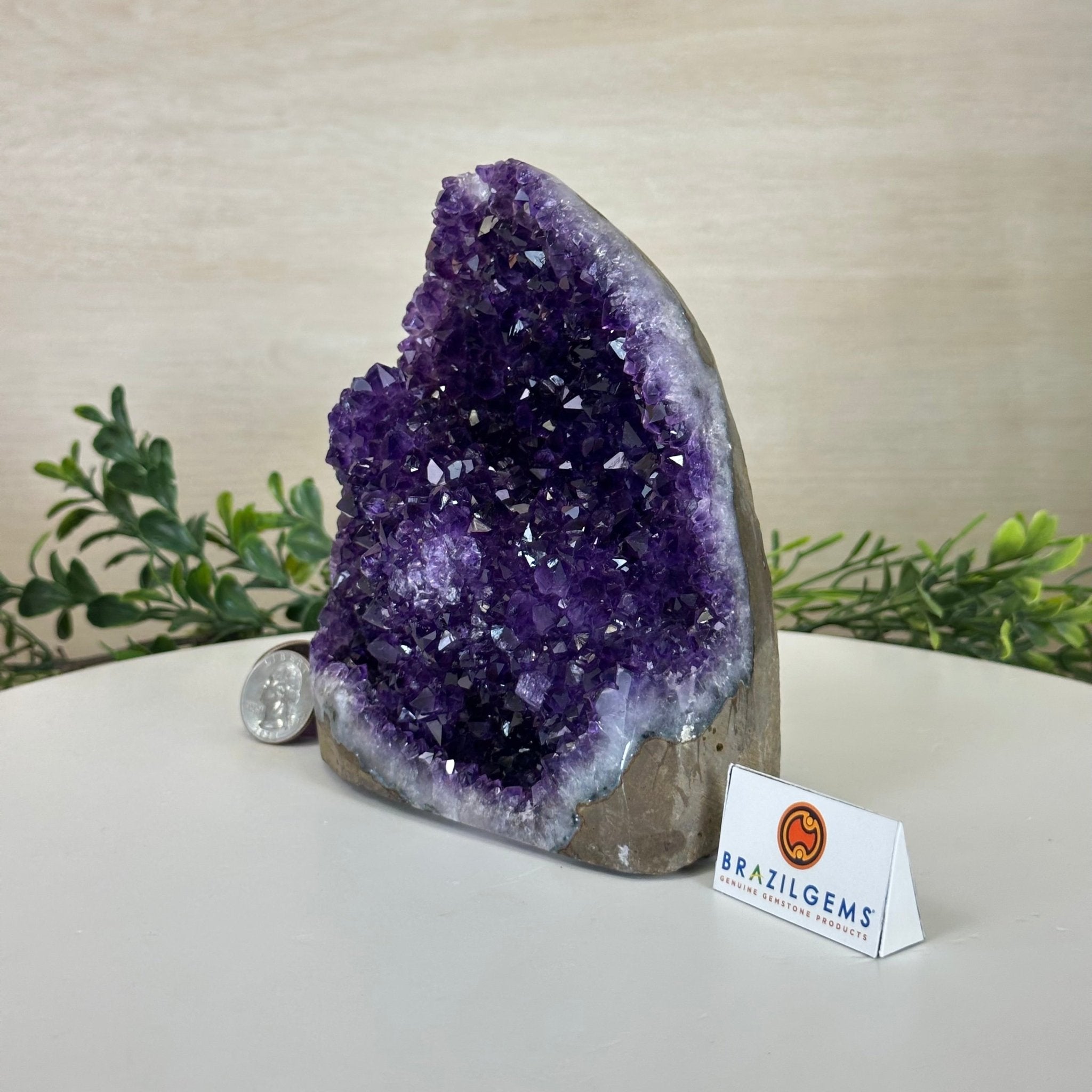 Small Extra Plus Quality Amethyst Cluster Flat Base, 5.9" Tall 5611 - 0926 - Brazil GemsBrazil GemsSmall Extra Plus Quality Amethyst Cluster Flat Base, 5.9" Tall 5611 - 0926Small Clusters with Flat Bases5611 - 0926