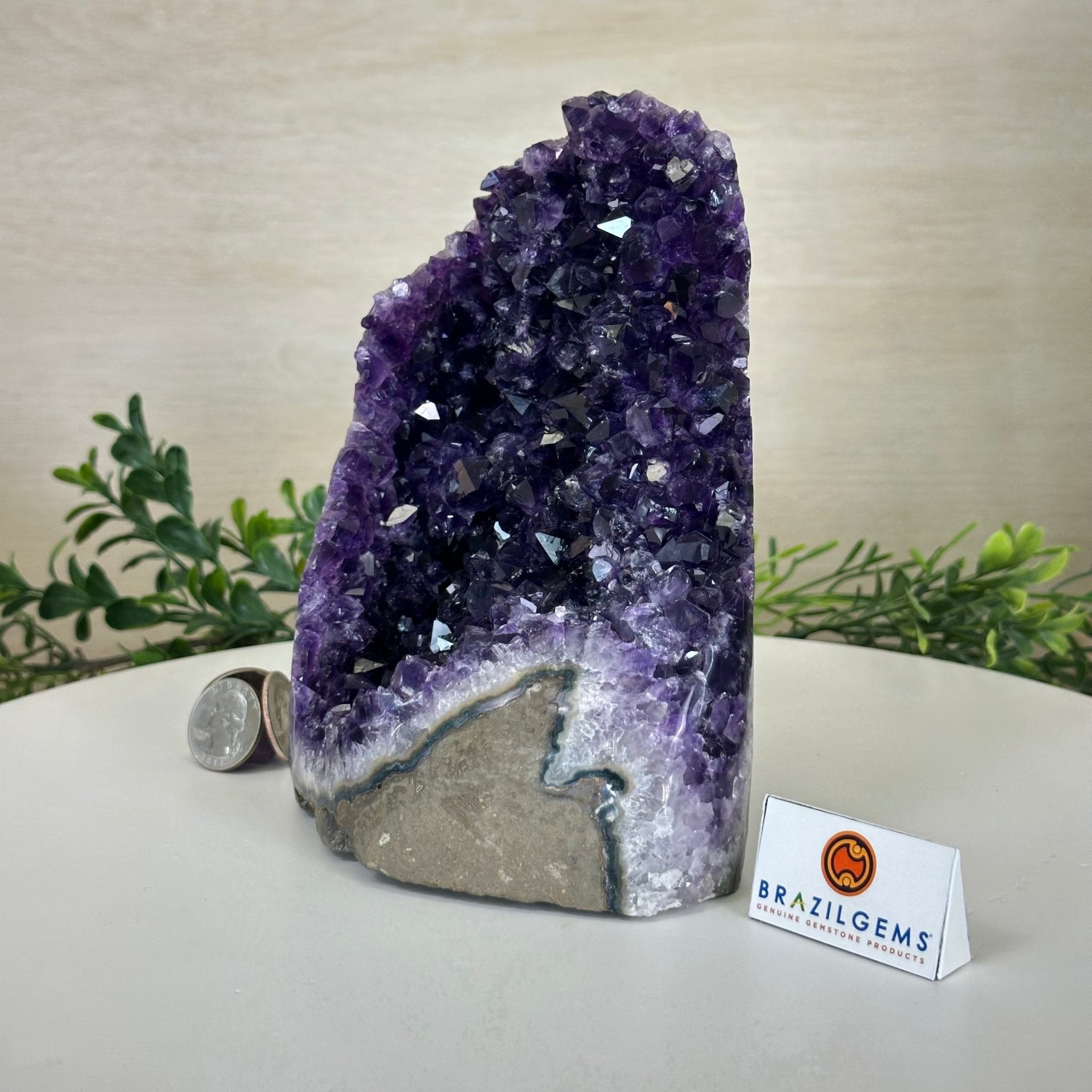 Small Extra Plus Quality Amethyst Cluster Flat Base , 6.9" Tall 5611 - 0929 - Brazil GemsBrazil GemsSmall Extra Plus Quality Amethyst Cluster Flat Base , 6.9" Tall 5611 - 0929Small Clusters with Flat Bases5611 - 0929