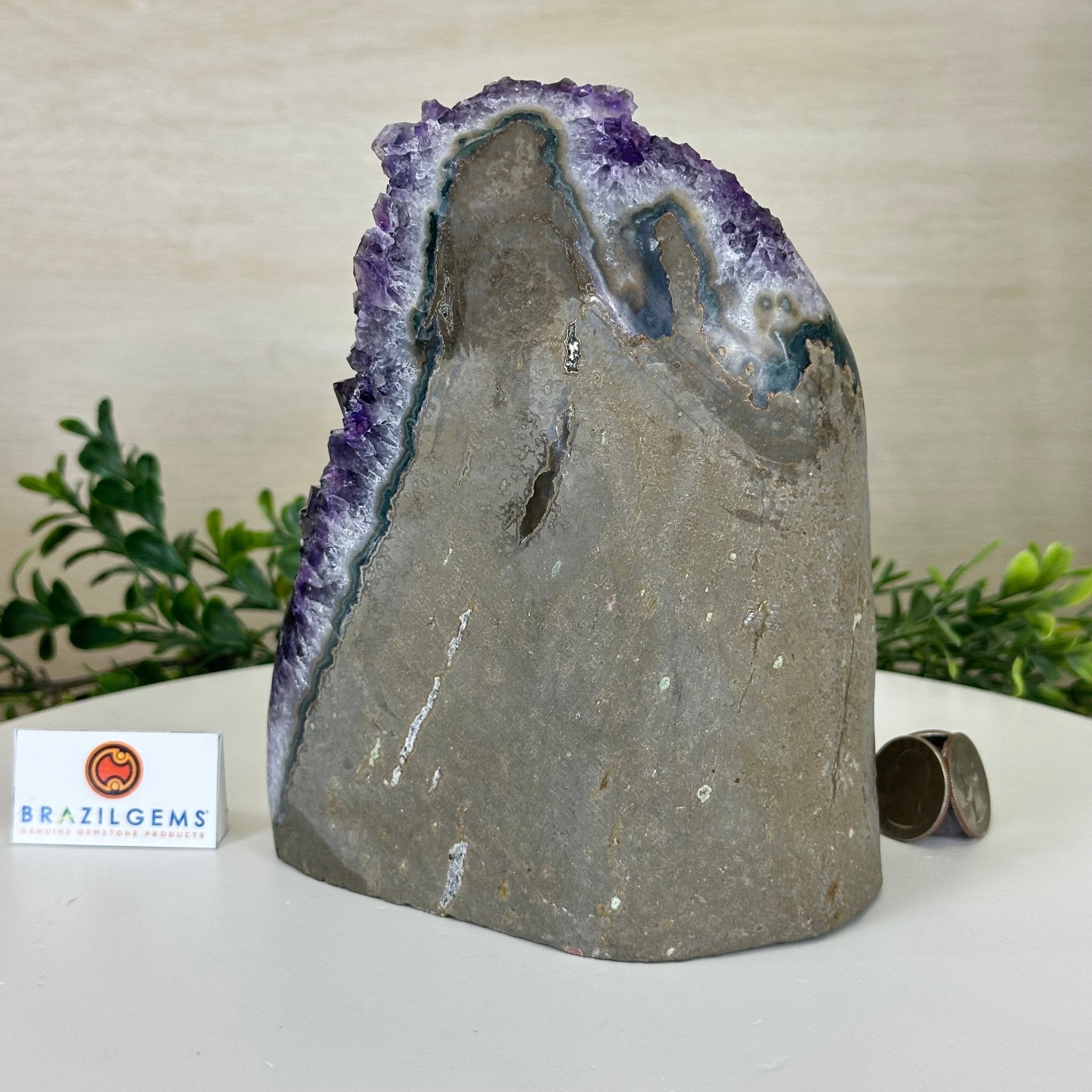 Small Extra Plus Quality Amethyst Cluster Flat Base , 6.9" Tall 5611 - 0929 - Brazil GemsBrazil GemsSmall Extra Plus Quality Amethyst Cluster Flat Base , 6.9" Tall 5611 - 0929Small Clusters with Flat Bases5611 - 0929