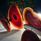 Small Orange Agate "Butterfly Wings", ~4" Length #5049OA - Brazil GemsBrazil GemsSmall Orange Agate "Butterfly Wings", ~4" Length #5049OAAgate Butterfly Wings5049OA-007