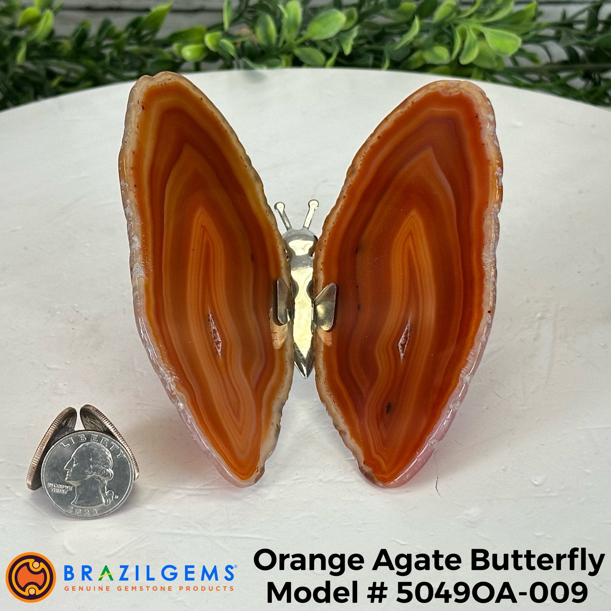 Small Orange Agate "Butterfly Wings", ~4" Length #5049OA - Brazil GemsBrazil GemsSmall Orange Agate "Butterfly Wings", ~4" Length #5049OAAgate Butterfly Wings5049OA-009